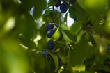 Dark plums ripening on a leafy tree branch