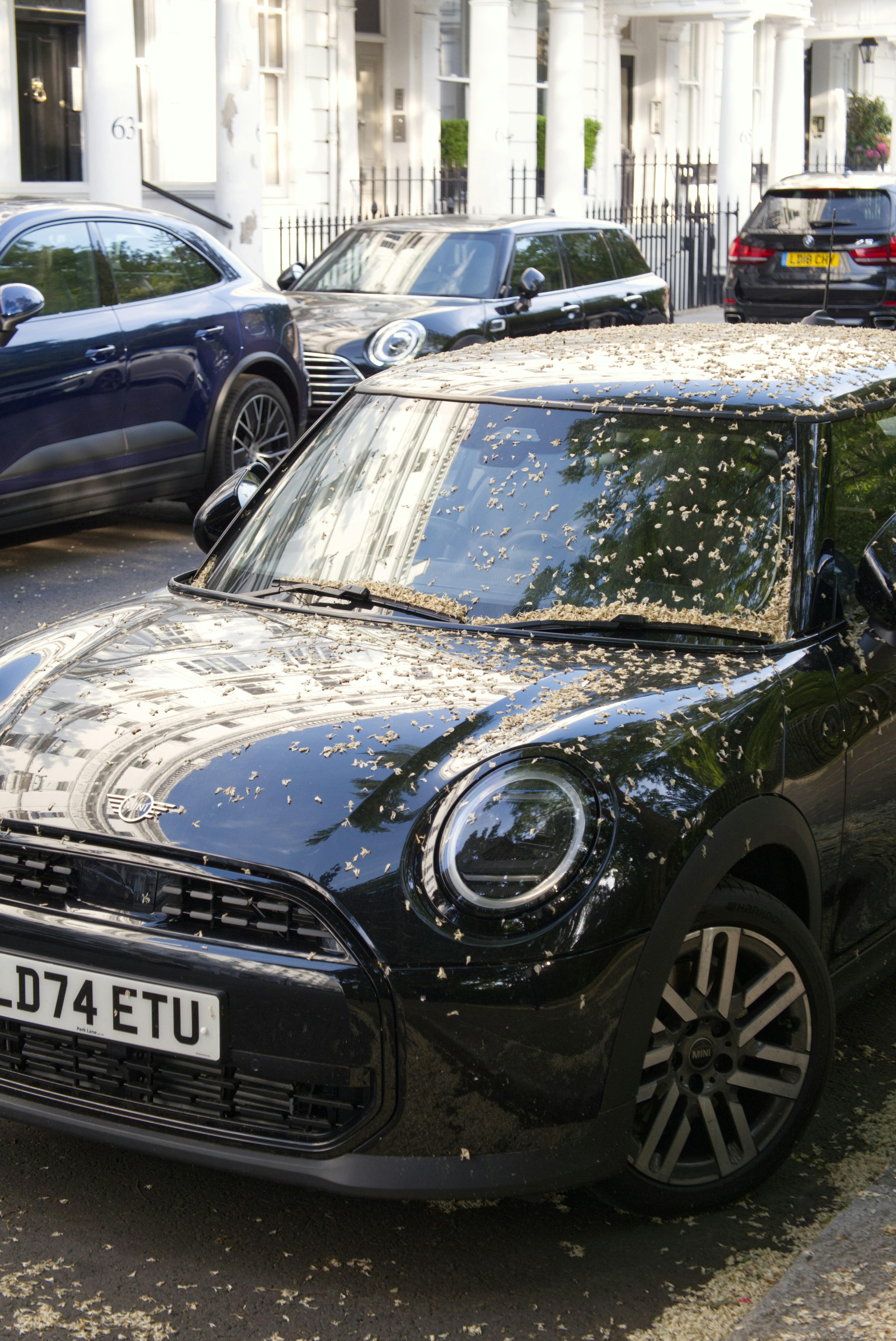 Schwarzer Mini-Cooper, bedeckt mit heruntergefallenen Blütenblättern auf der Straße.