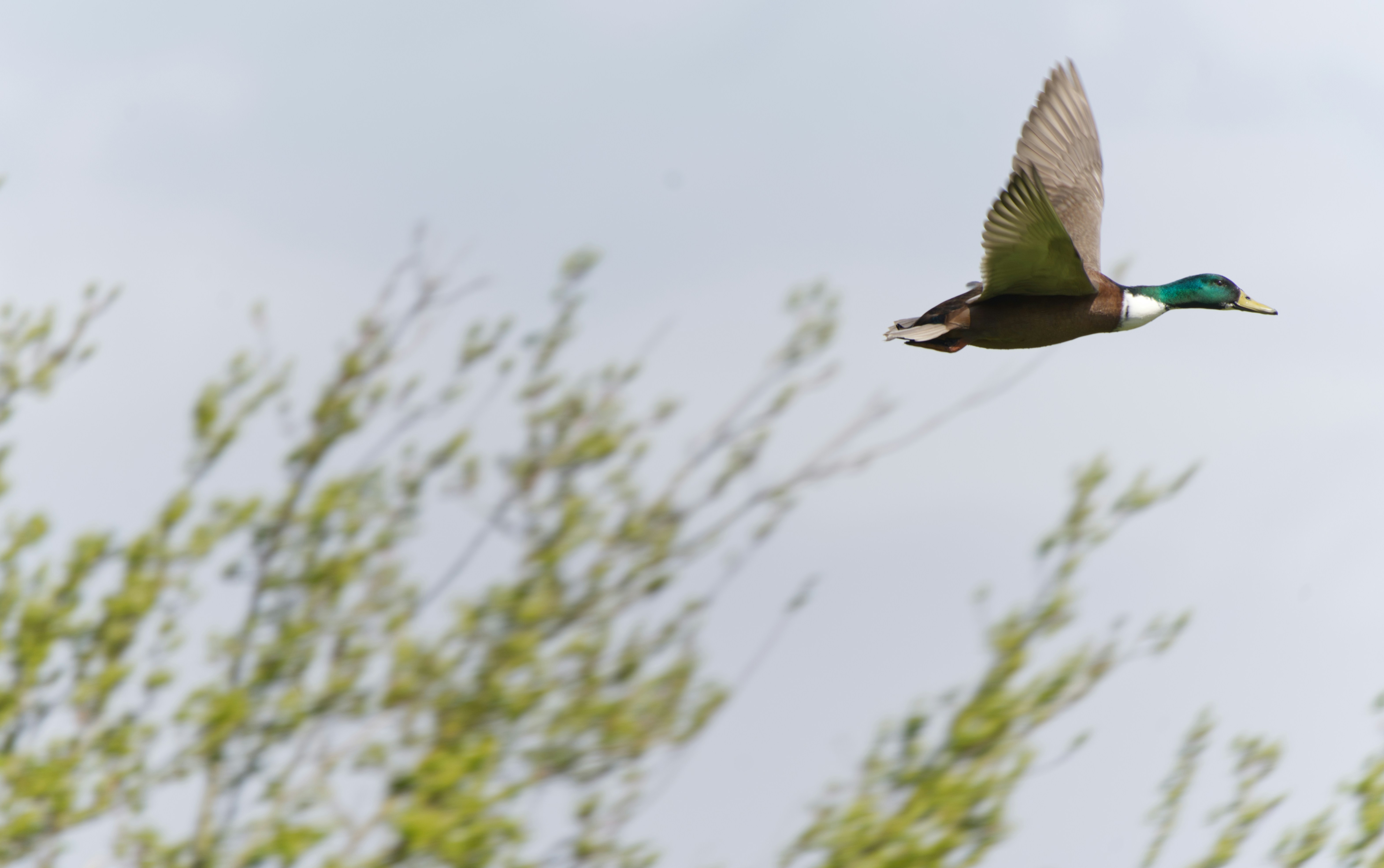 A duck flies over green trees