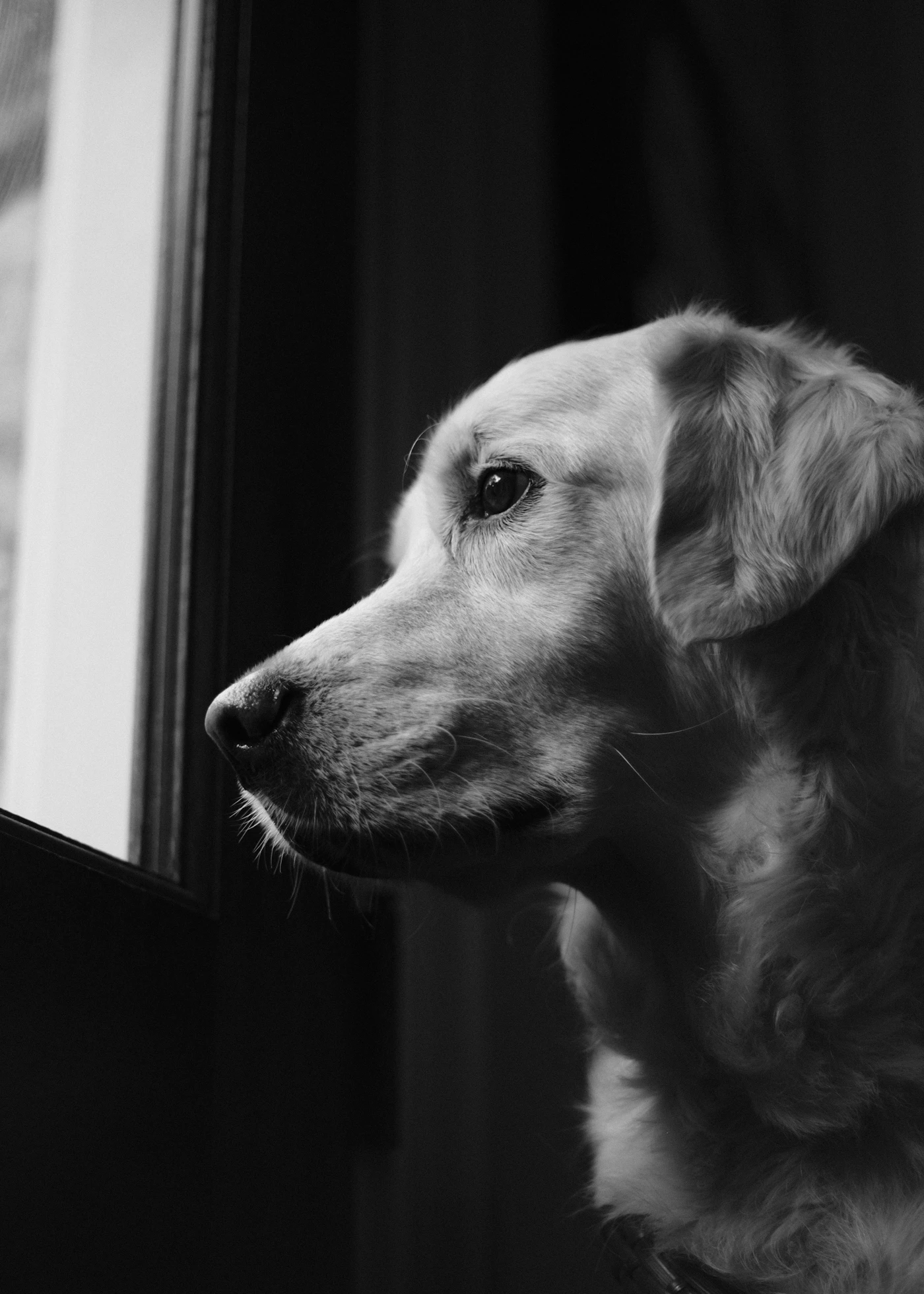 A calm golden retriever resting by a sunlit window in a cozy home