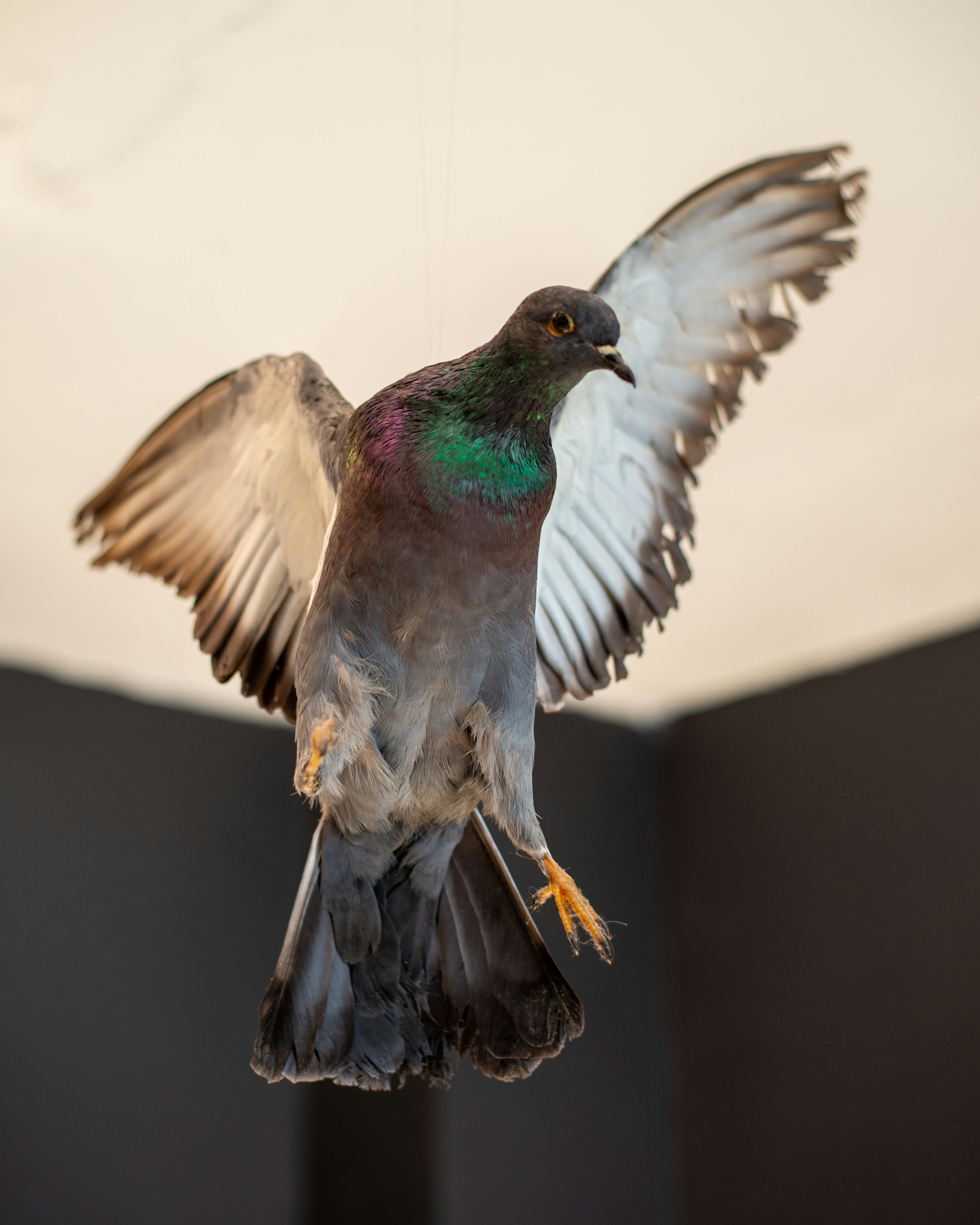A pigeon with wings spread in flight