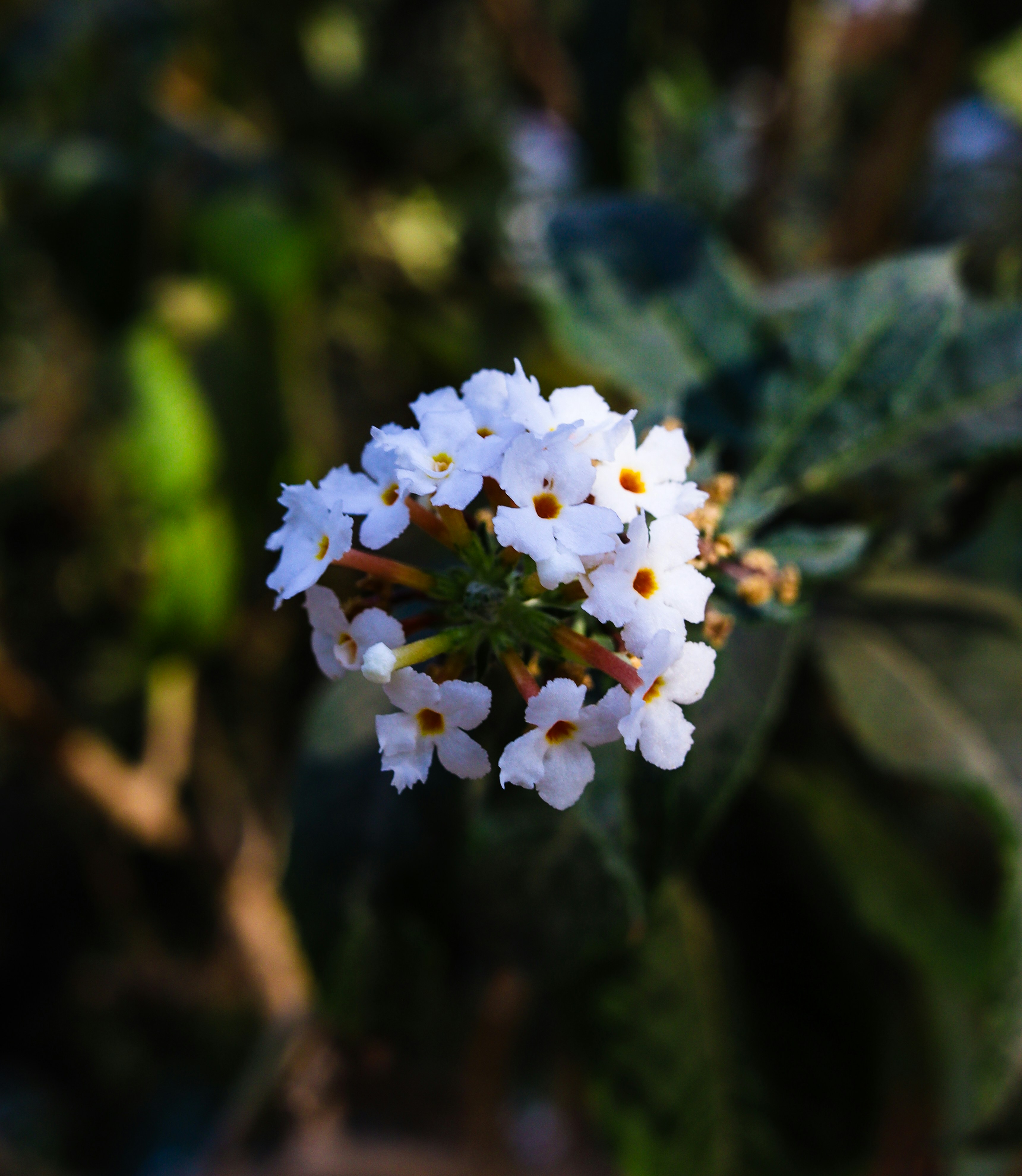 Photo by mrpugo