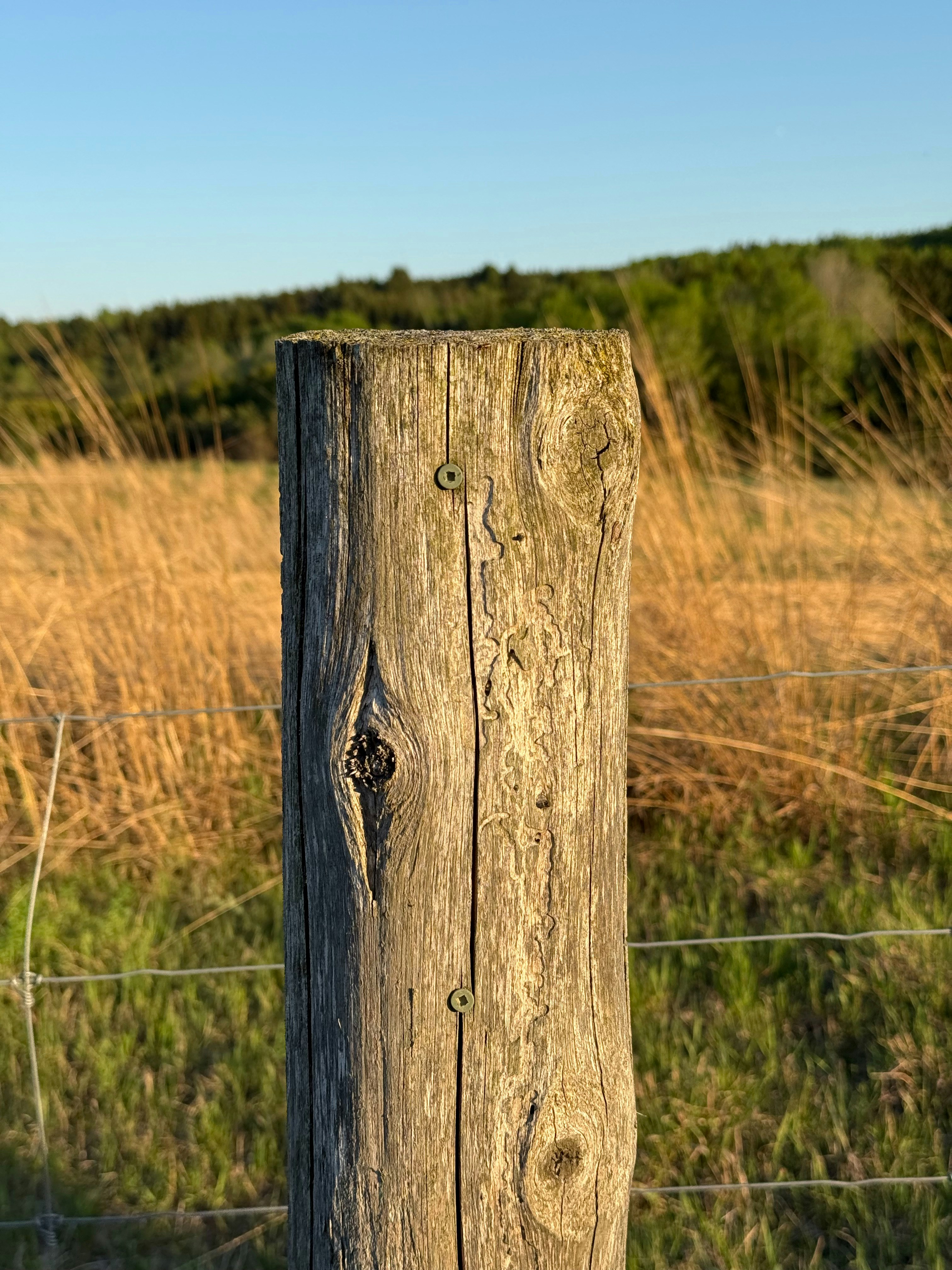 Weathered wooden fence post in a grassy field.