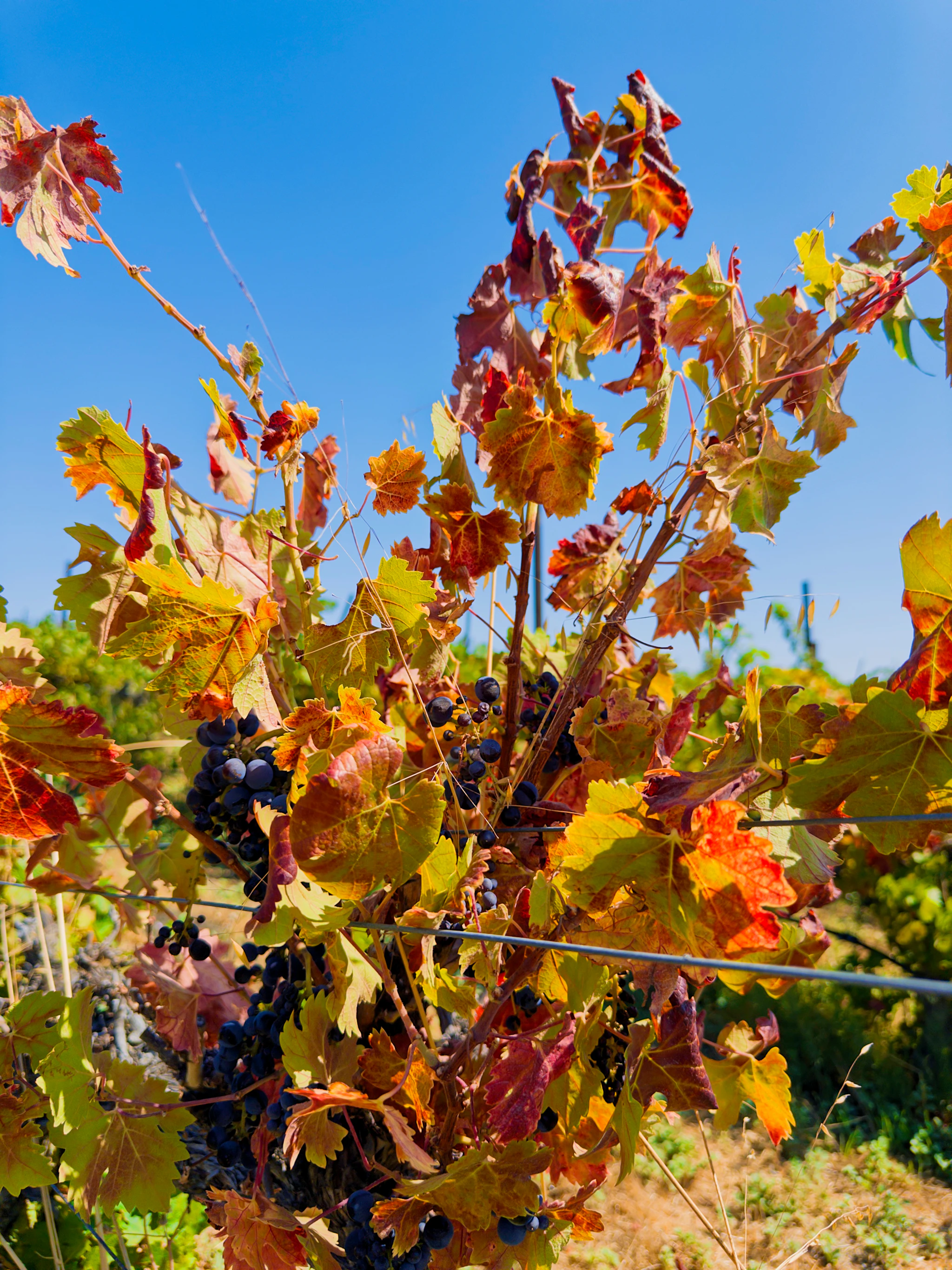 Languedoc