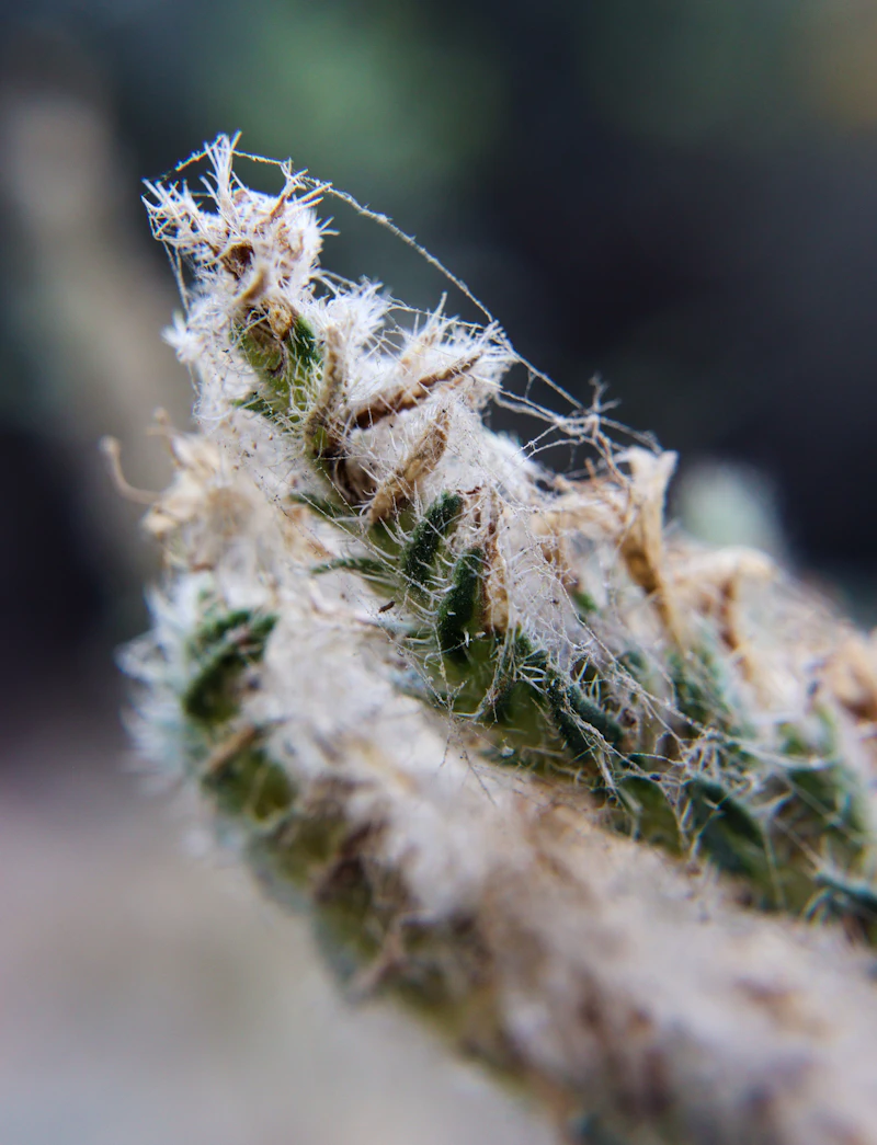 Cannabis bud overtaken by white webbing and mold — learn to spot and stop pests and diseases before they ruin your harvest