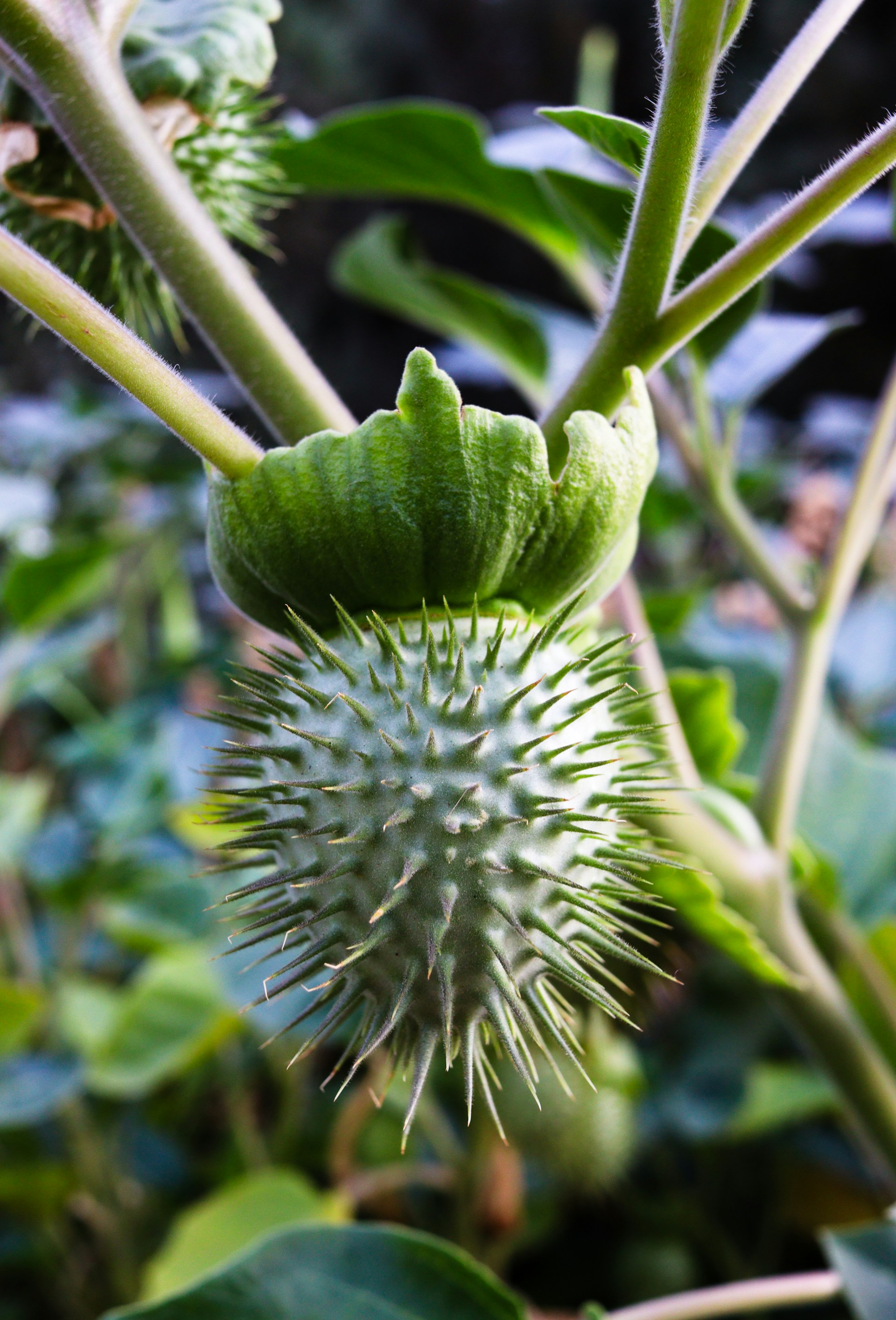 A spiky seed pod hangs from a green stem.