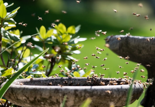 Bees drinking from a shallow water source in a garden