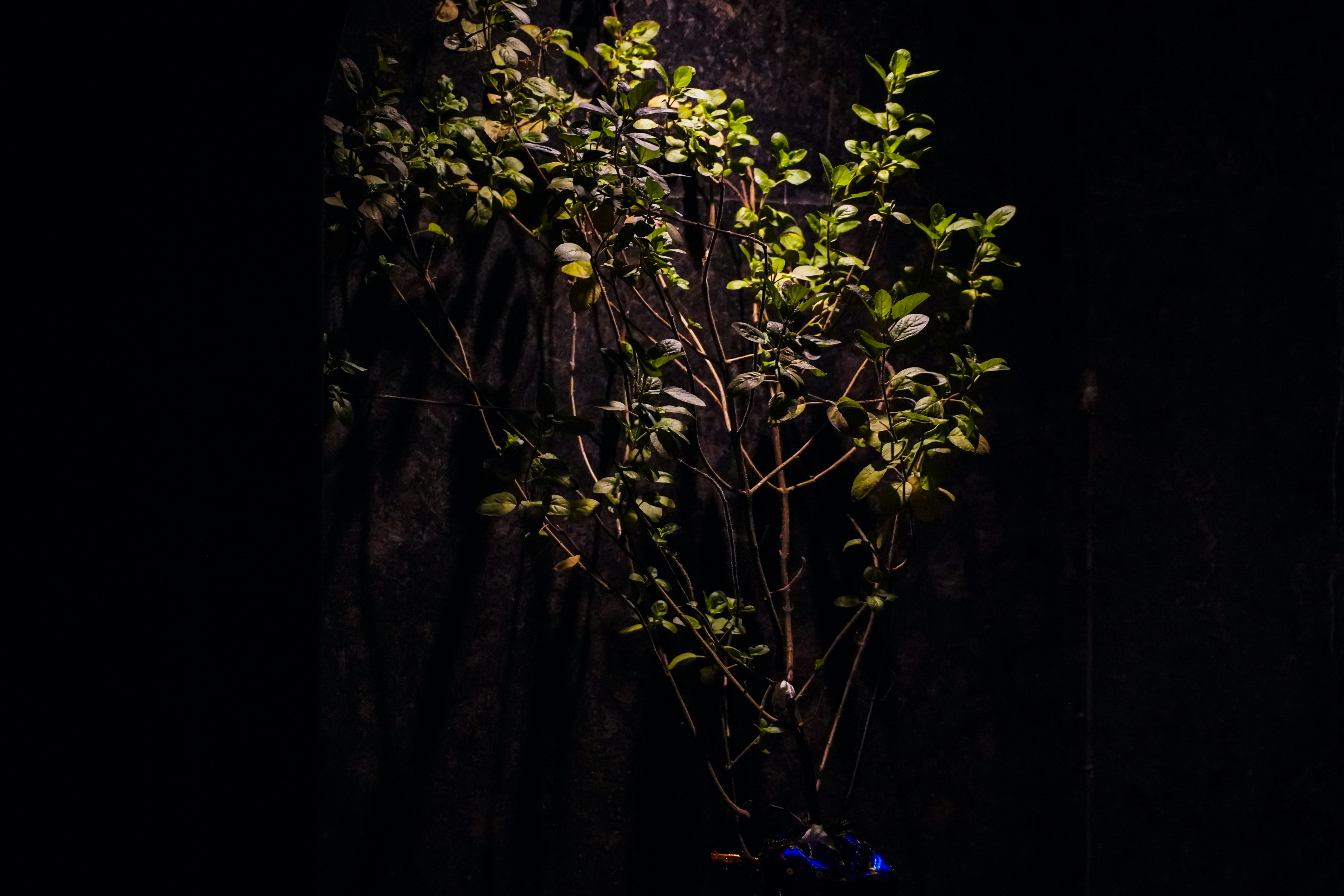 A small plant with bright green leaves in darkness