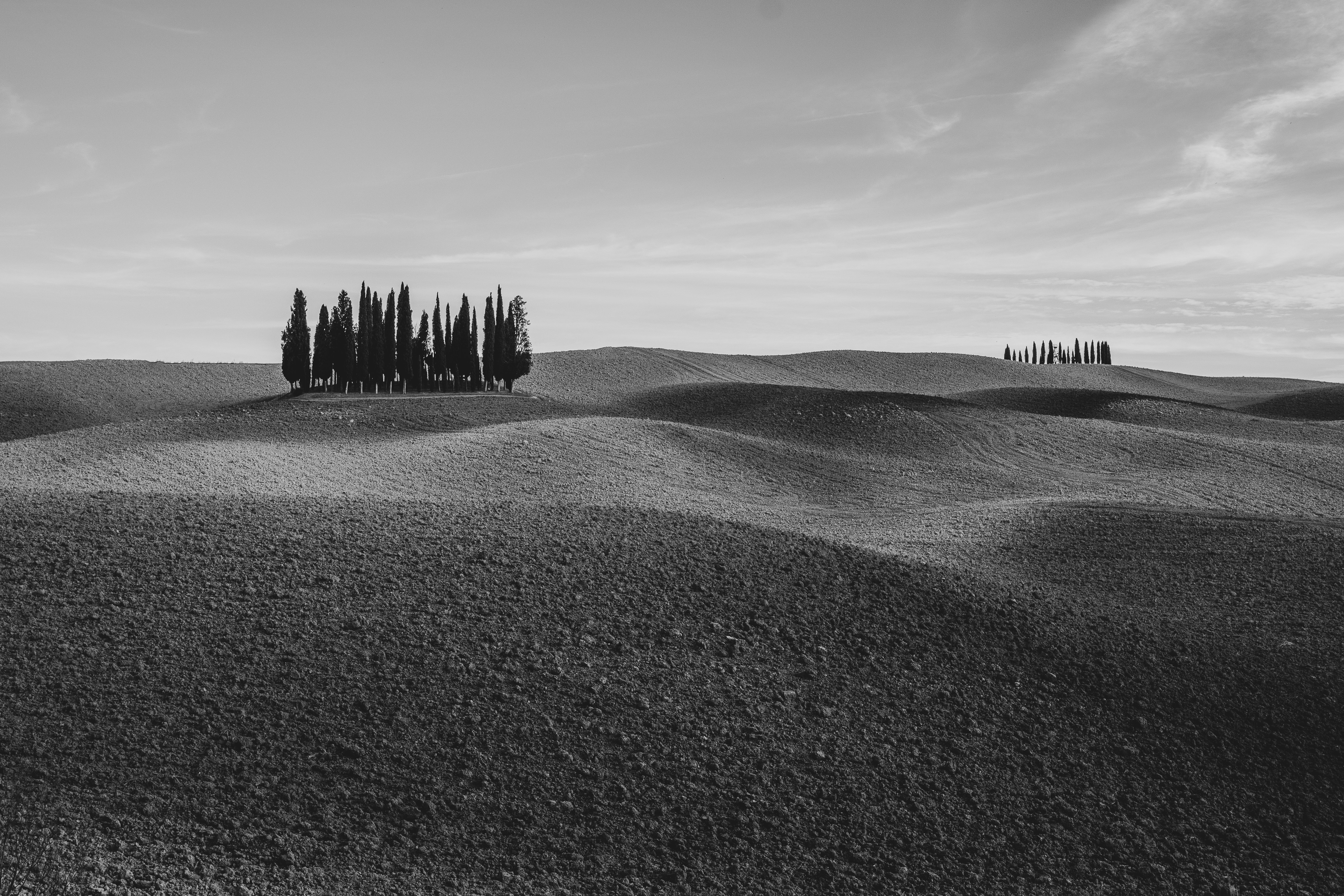 Cypress trees on rolling hills under a cloudy sky