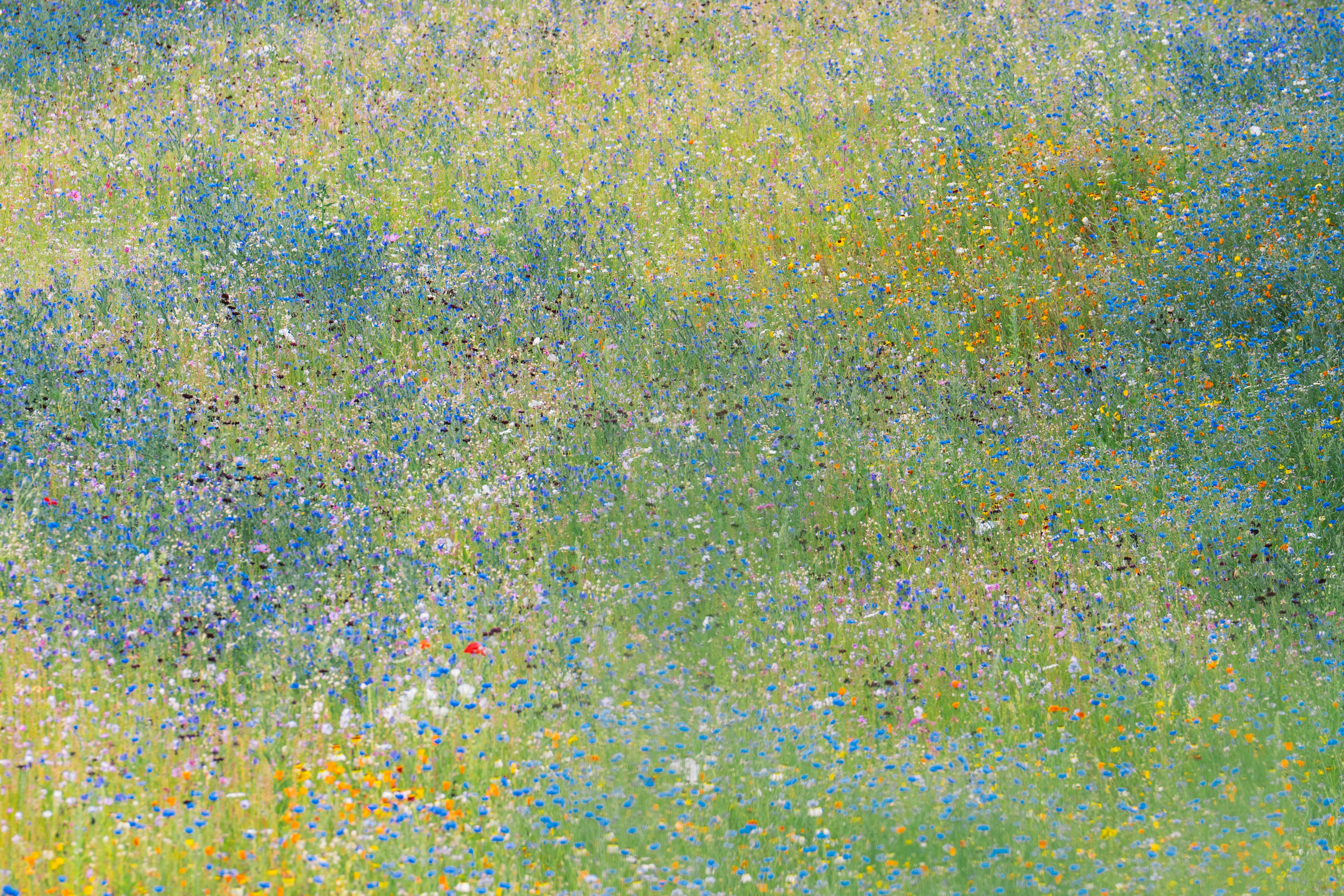 A field of wildflowers with green grass and yellow flowers.