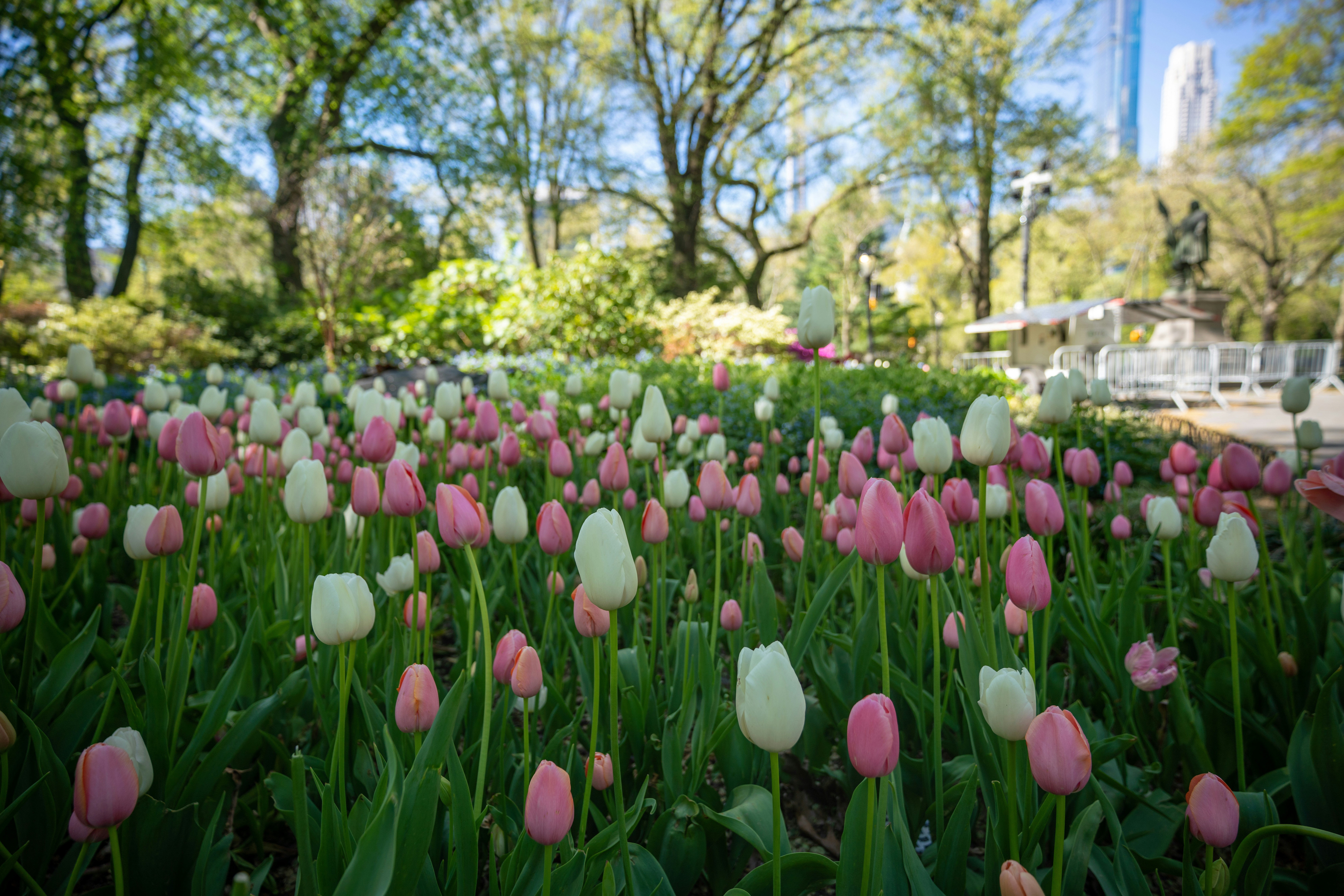 Field of pink and white tulips in a park.