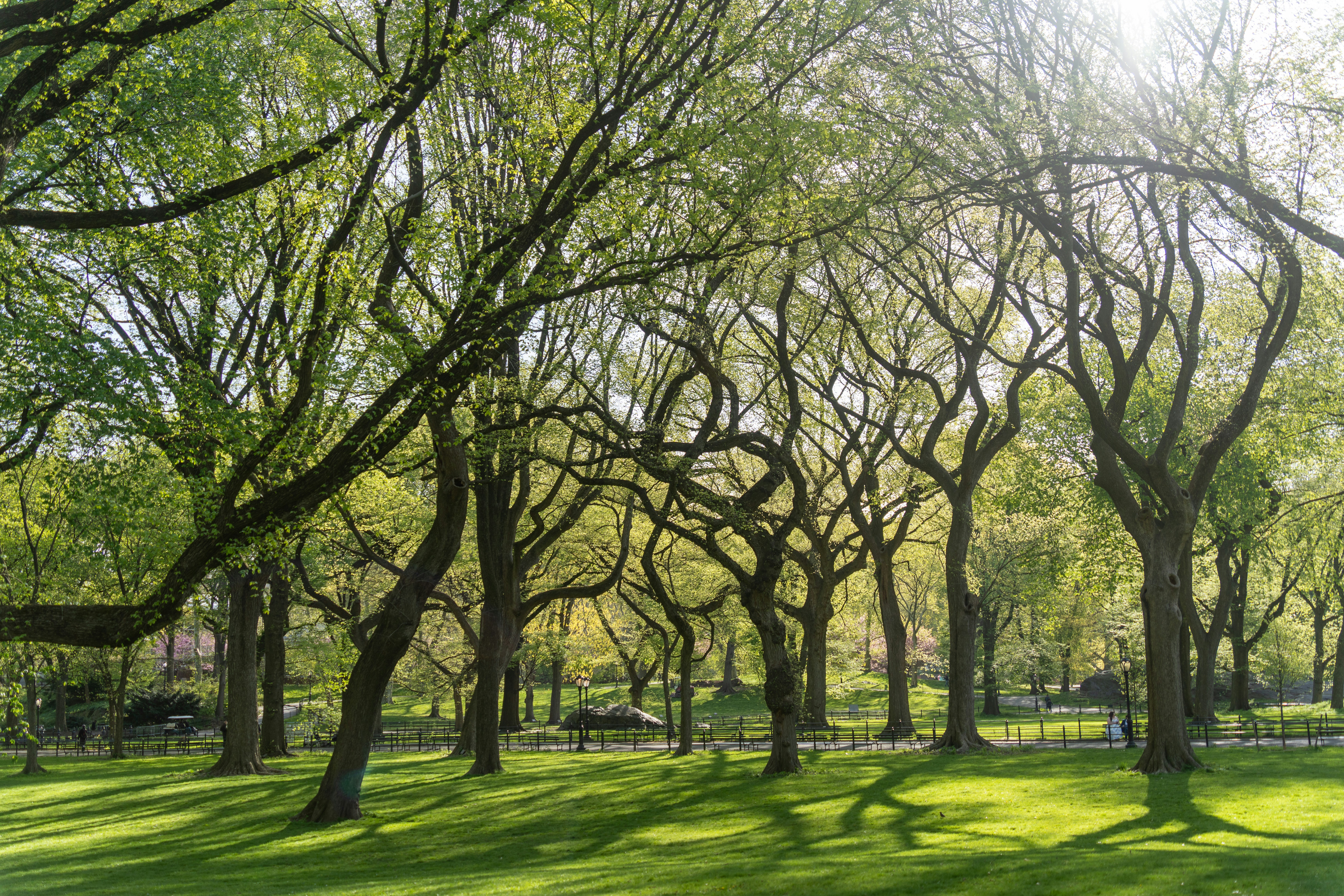 green park landscape, wallpaper, Volunteer for Park Maintenance: Best Ways to Help 6