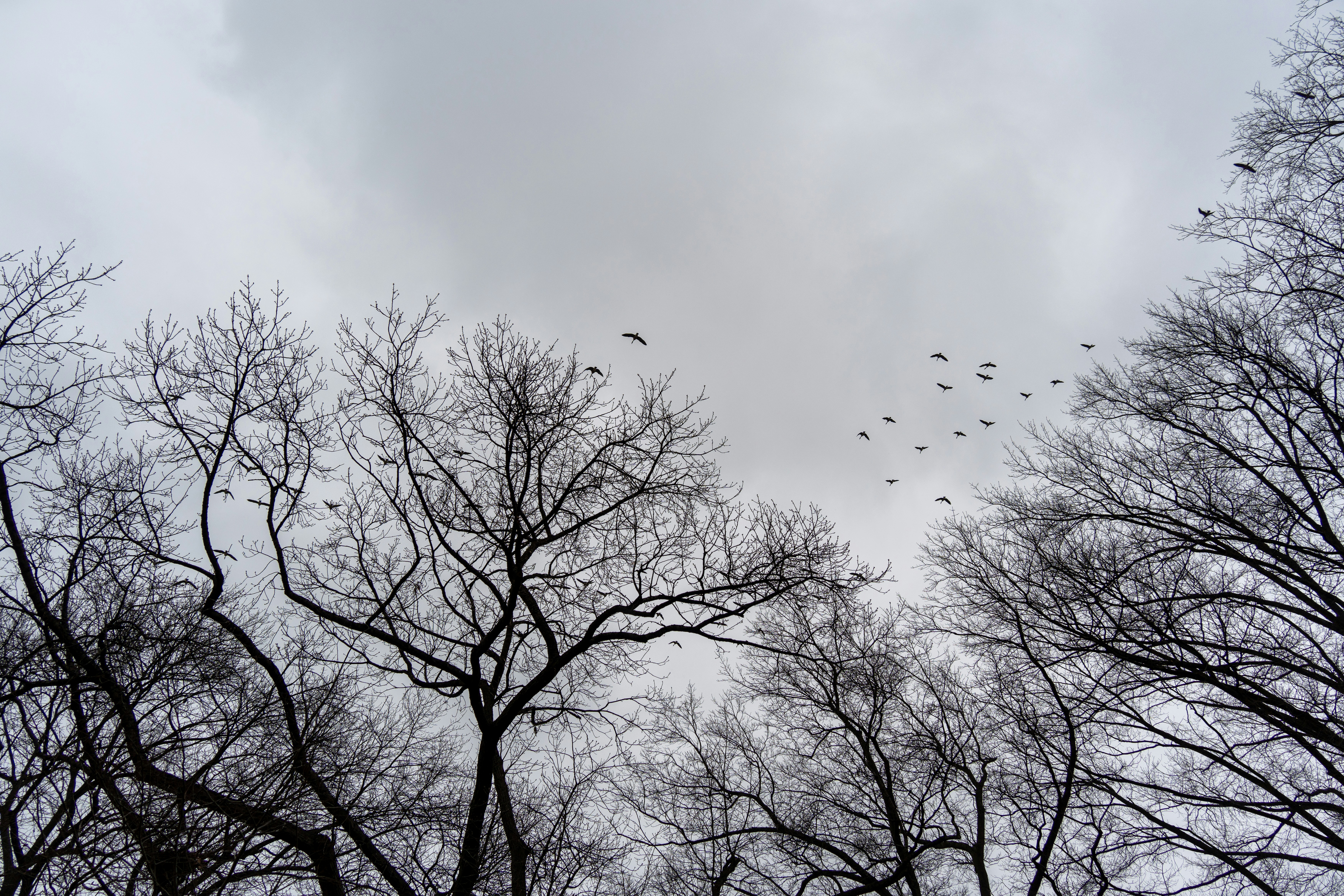 Flock of birds flying over bare trees