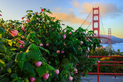 Golden gate bridge with flowering bushes in foreground.