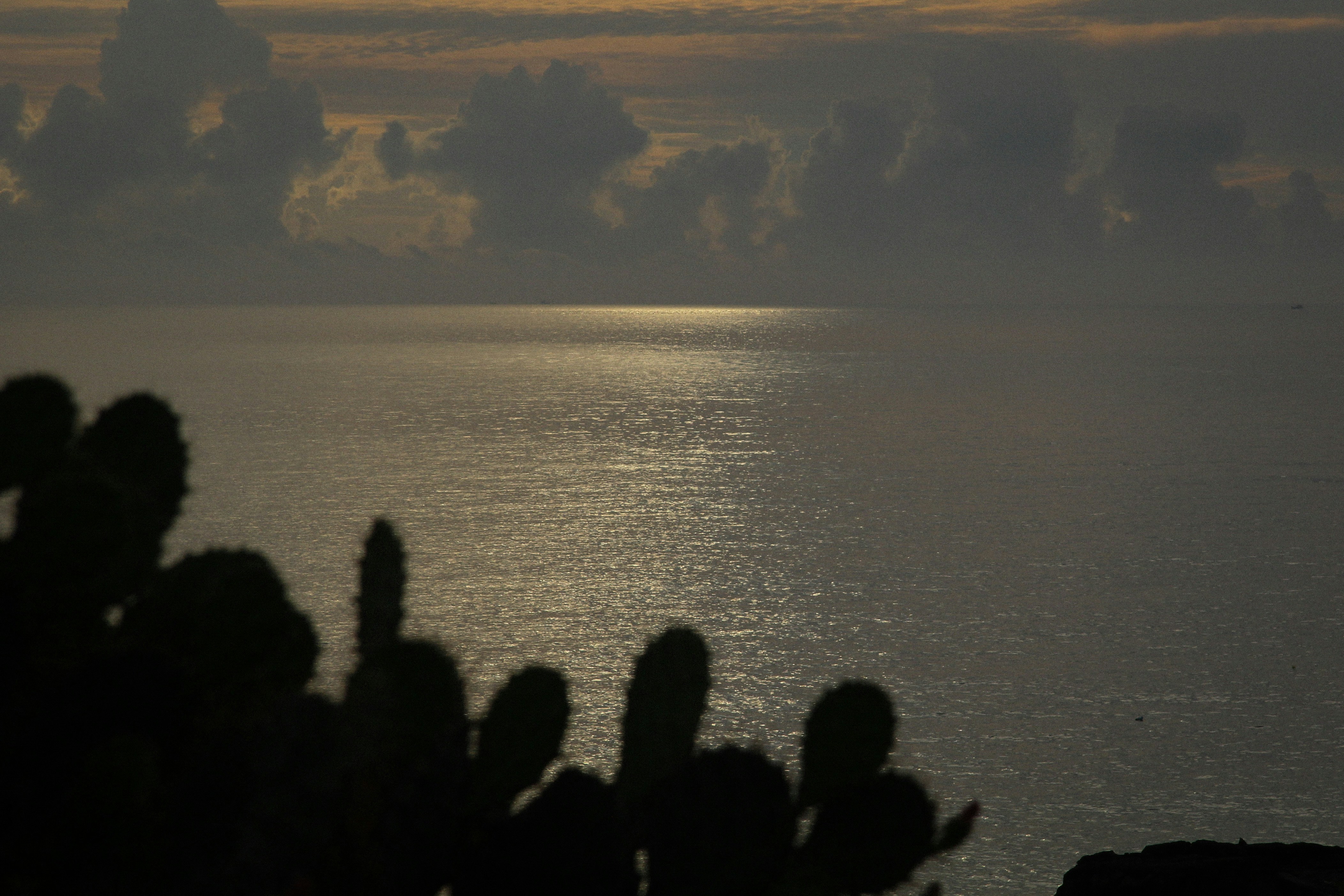 Silhouette of cactus plants against ocean sunset.