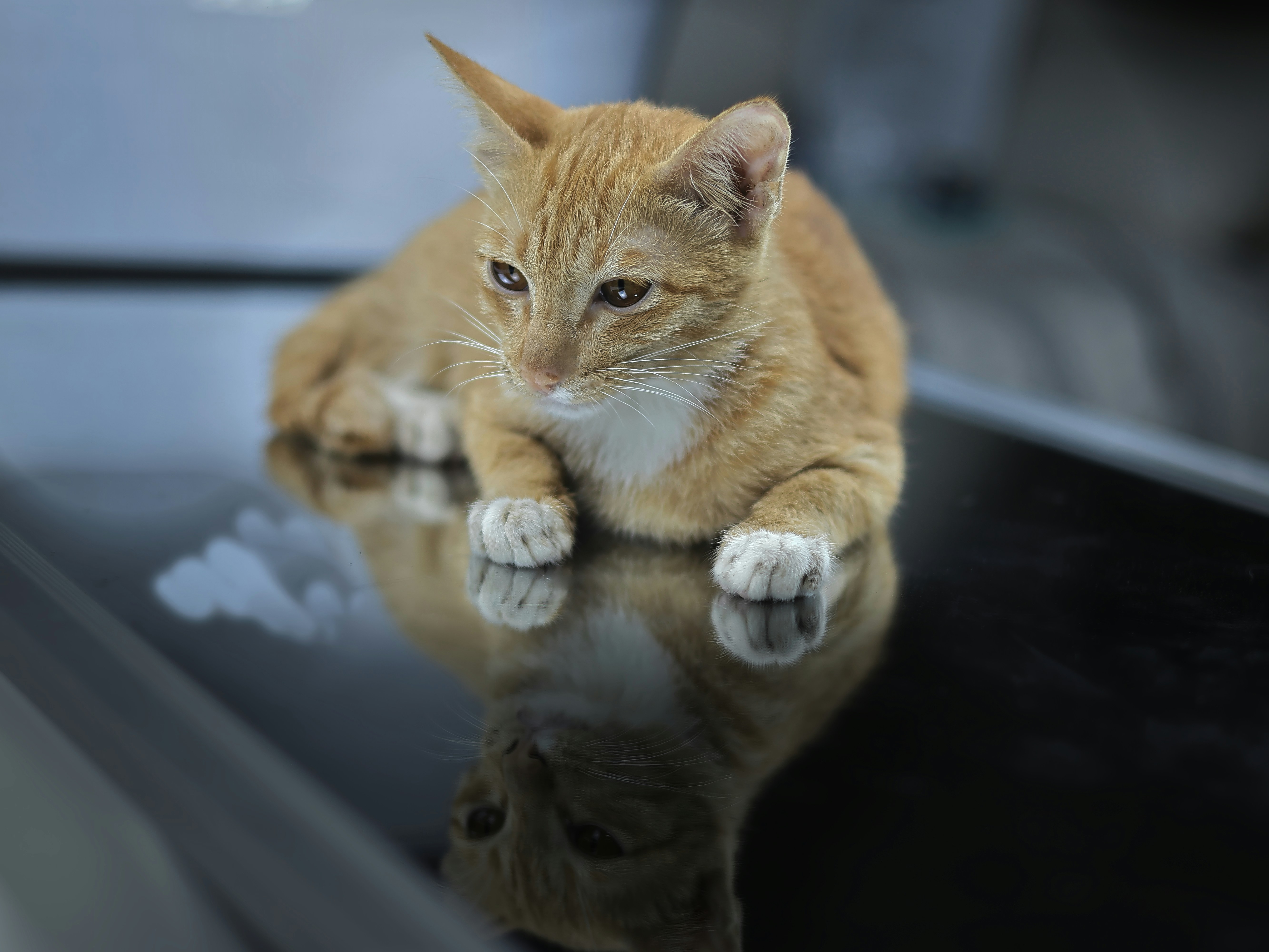 Seekor anak kucing jahe berbaring di permukaan reflektif.