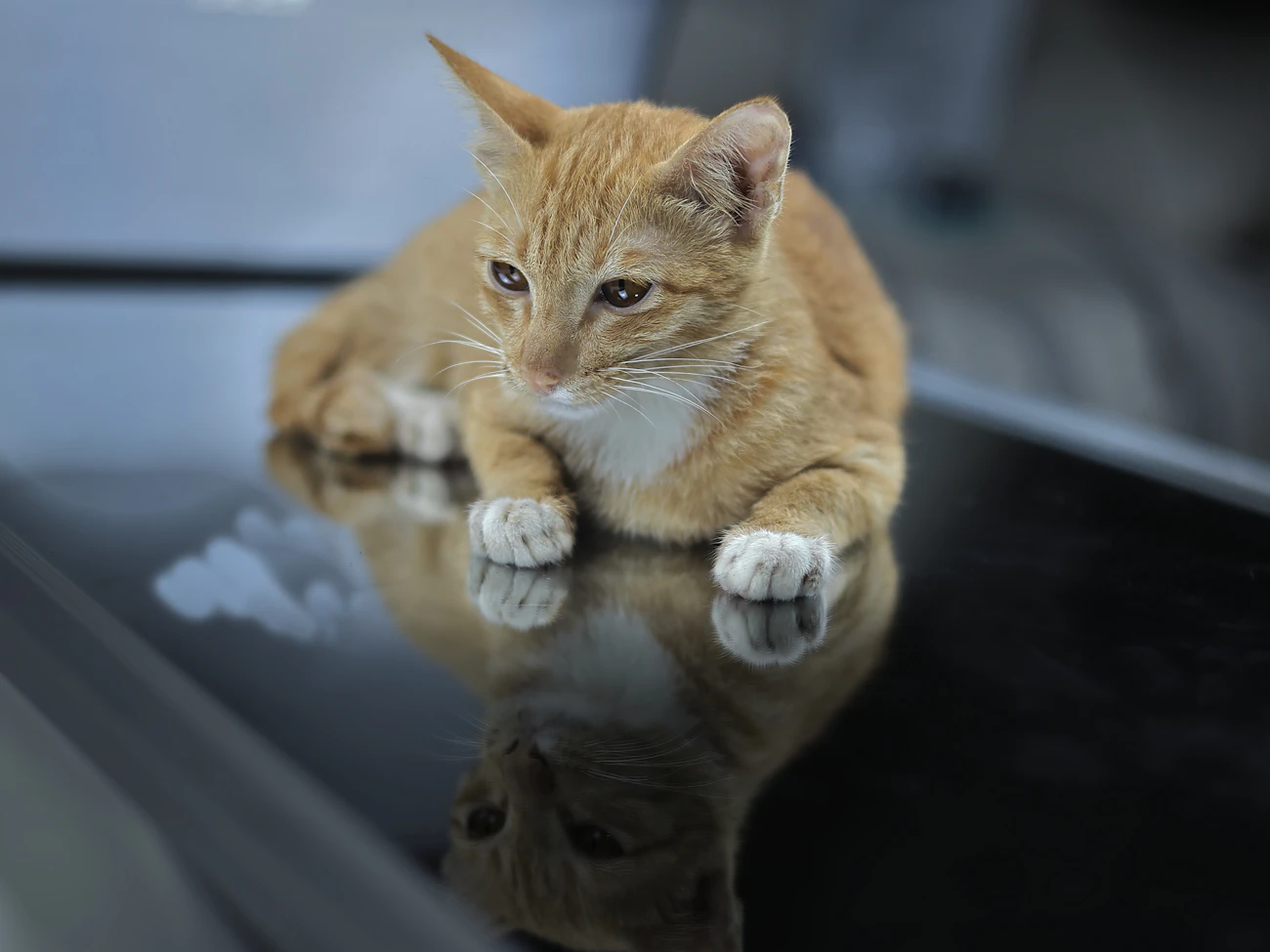 猫可賃貸の探し方の記事「猫可賃貸で築年数をどこまで許容するか」のアイキャッチ画像