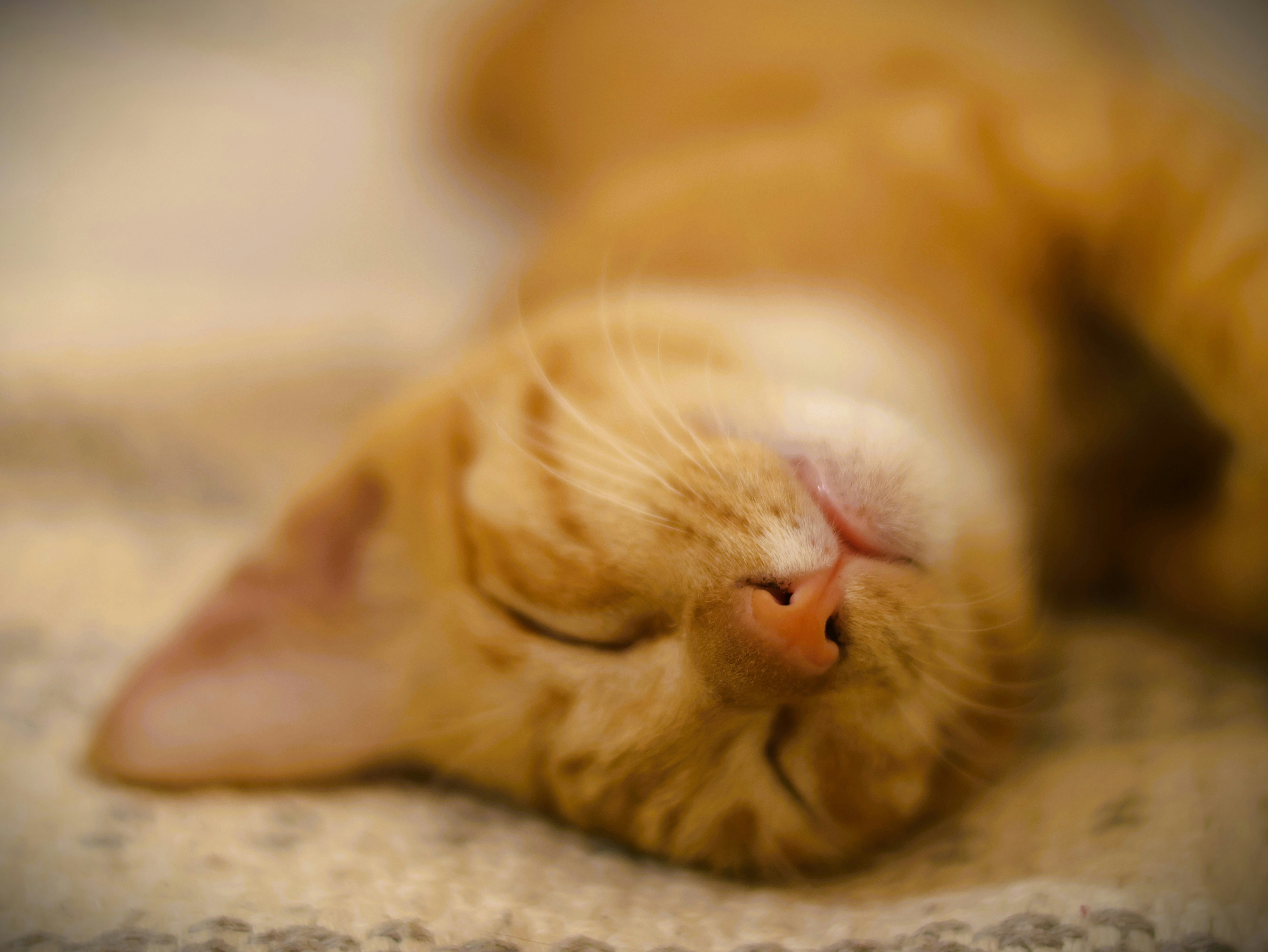 A sleepy orange cat lies comfortably on a blanket.
