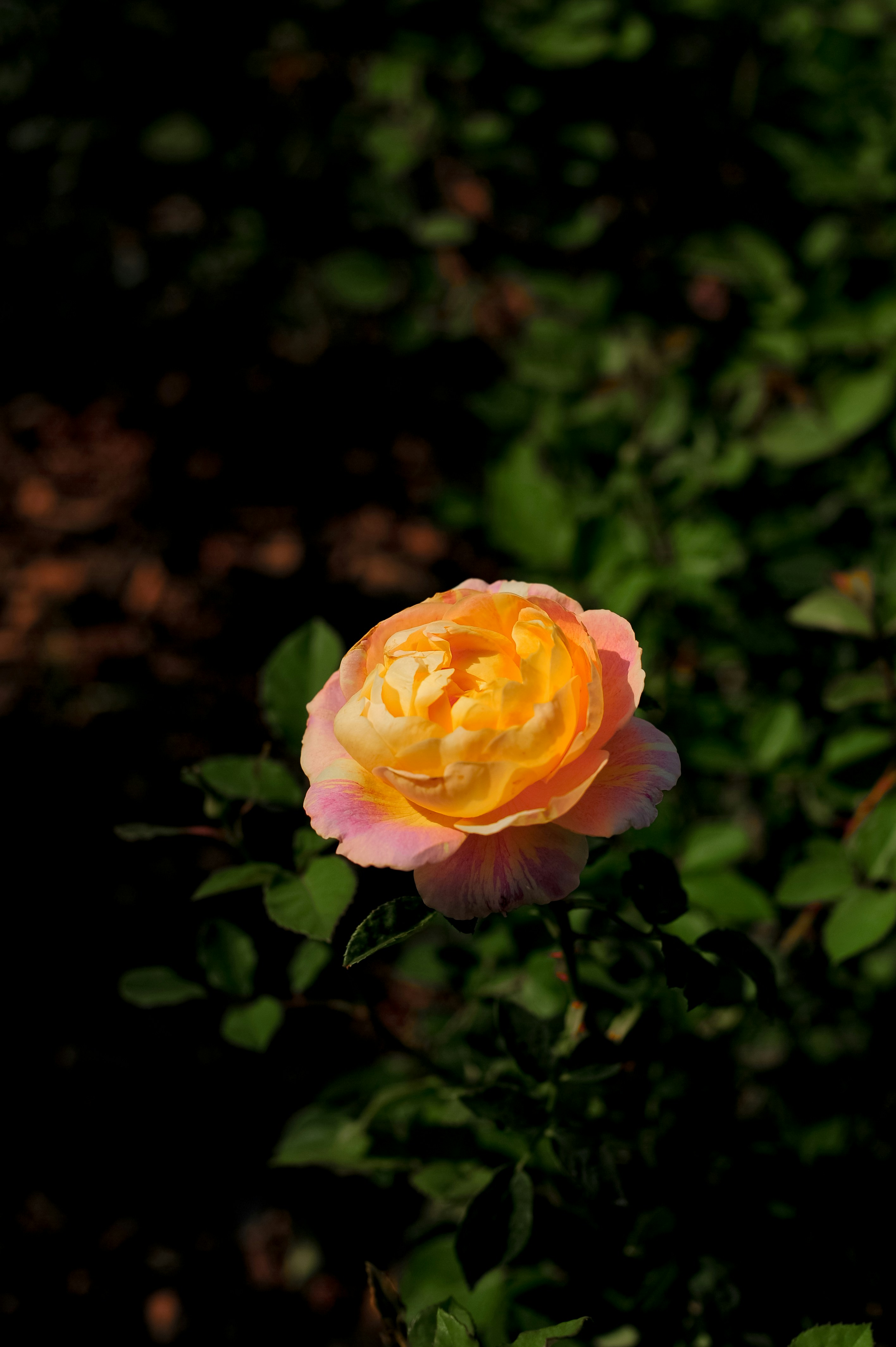 Photo by joshuafernandez