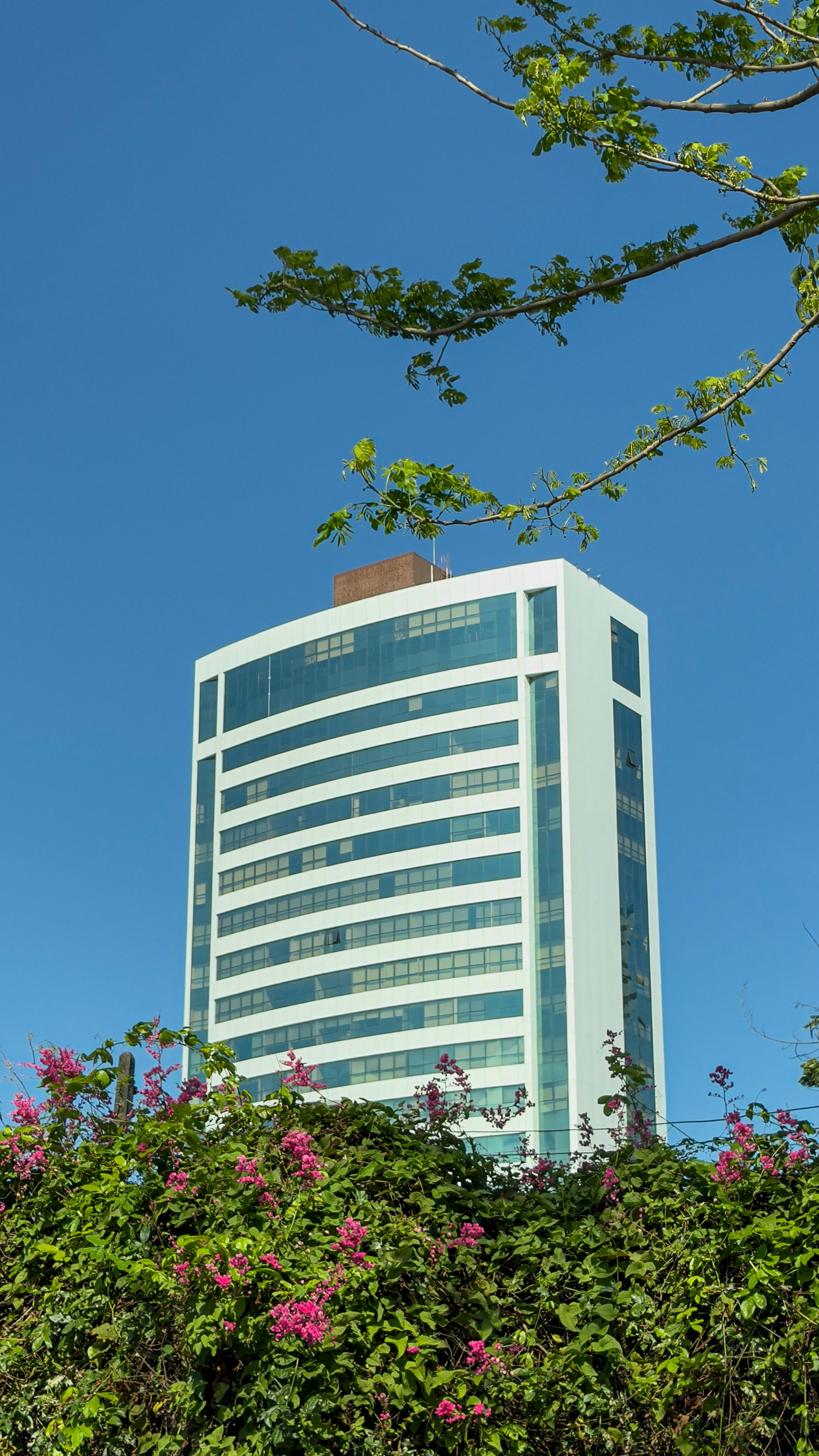 Modern white building with blue windows and green foliage.