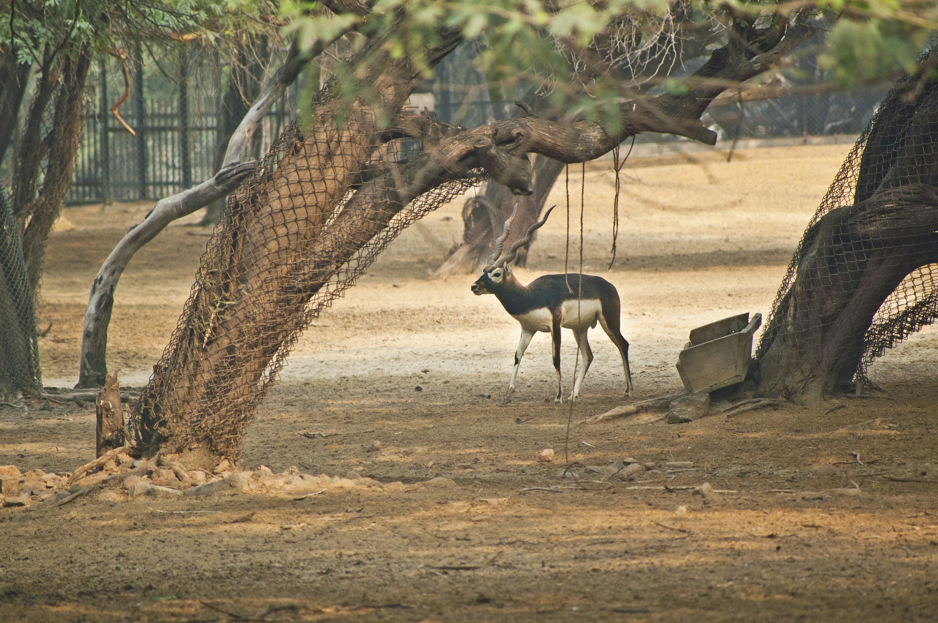 Une antilope blackbuck se promène dans un enclos sec et boisé.
