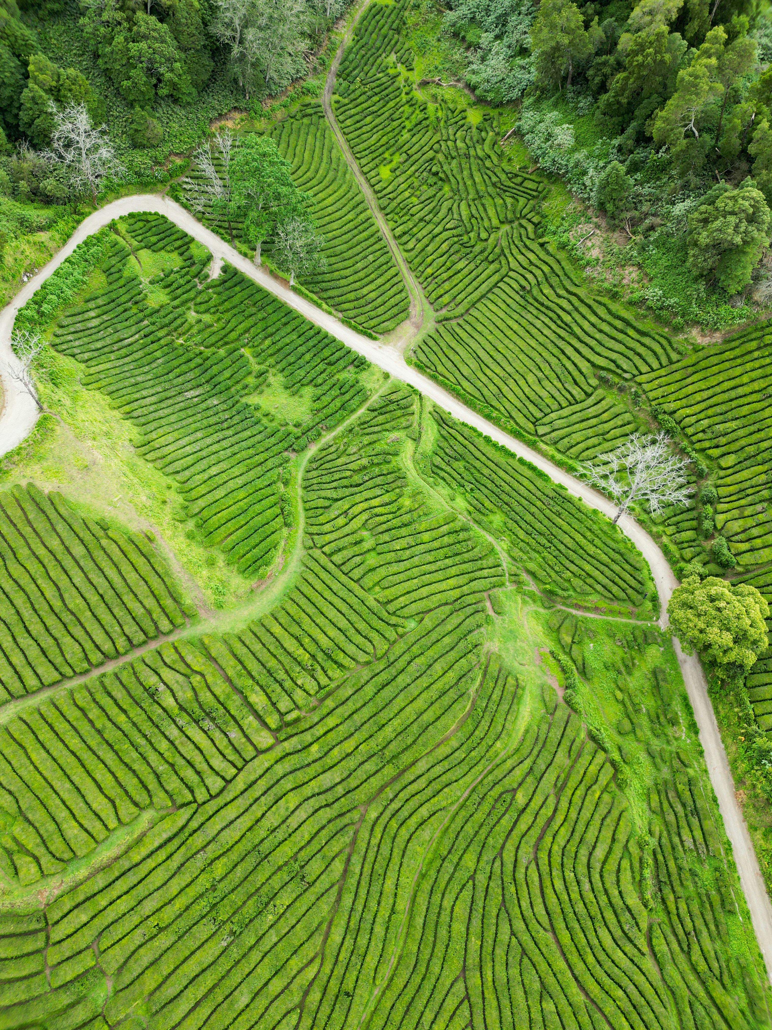 Aerial view of tea plantations
