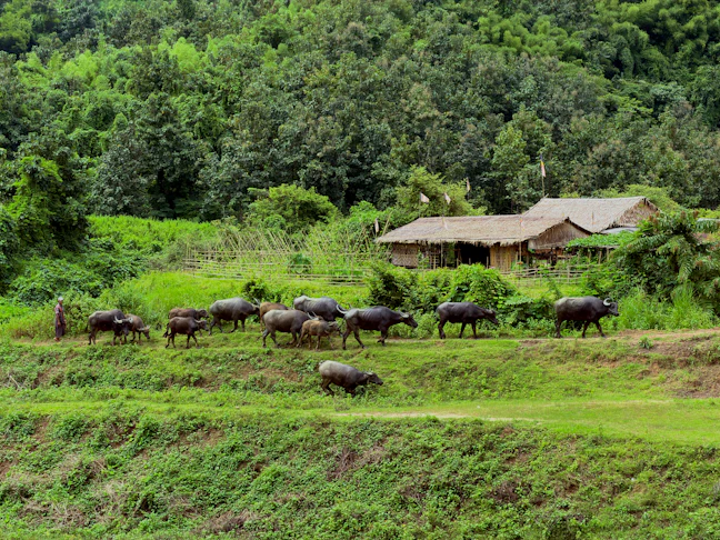 3 Days in Hsipaw: Ultra-Budget Backpacking Guide