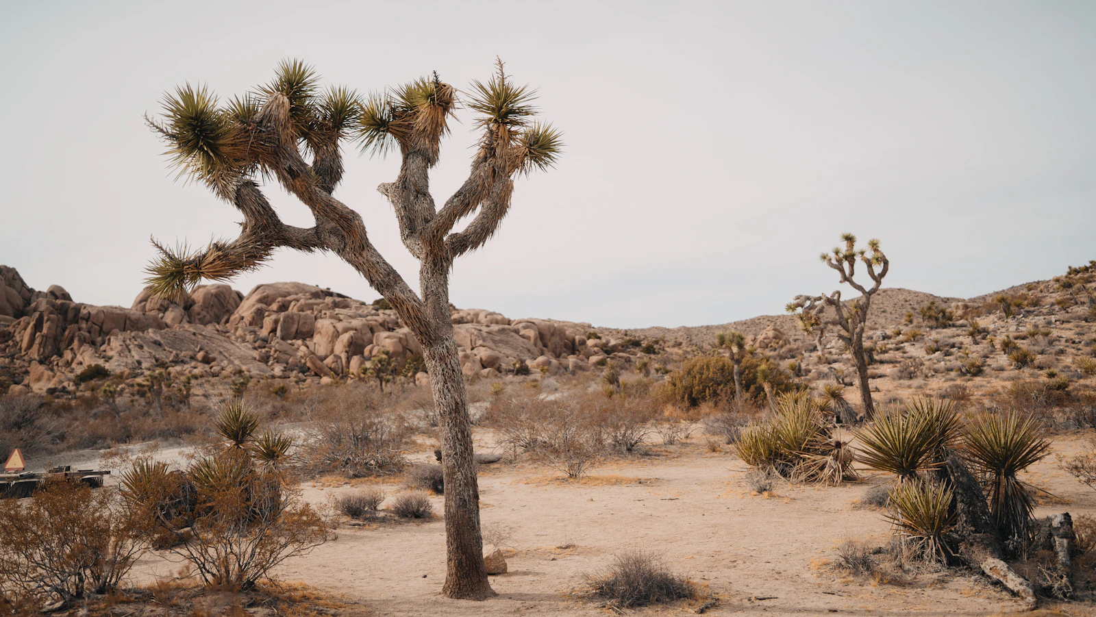 Kid-friendly Palm Springs hikes desert trail and Joshua trees Clear photo from Unsplash