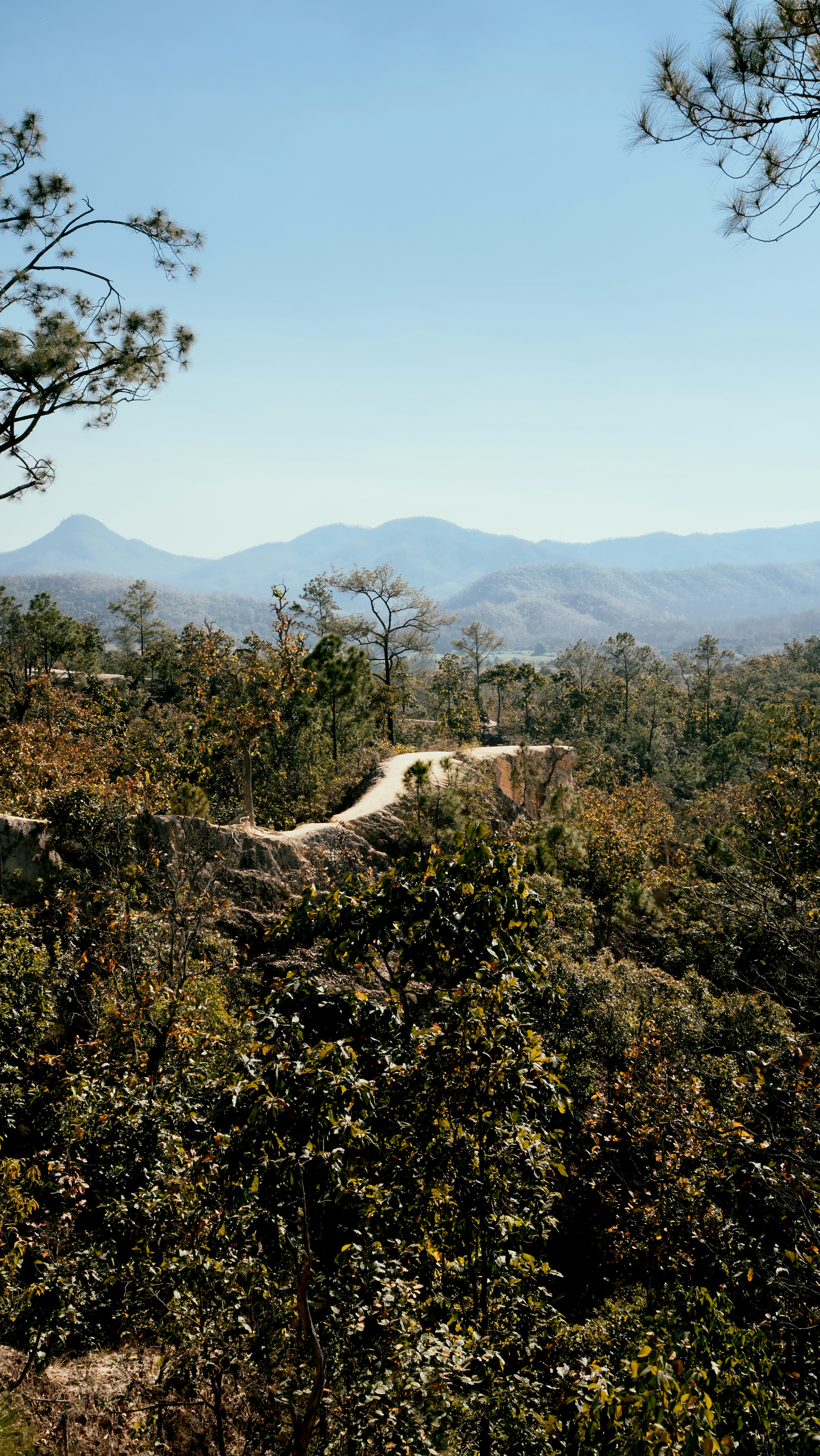 Curving road through a lush forest with distant mountains.