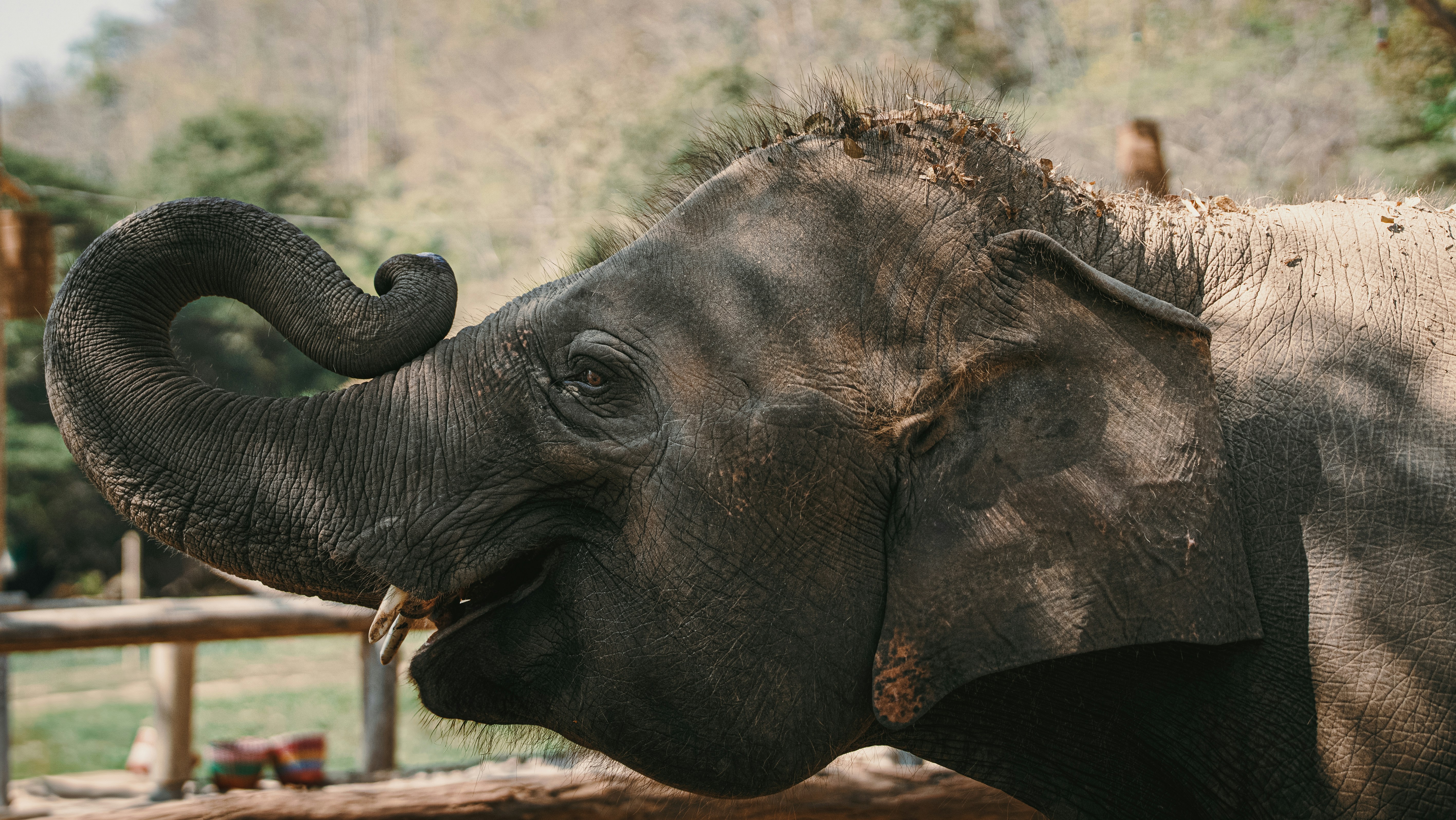An elephant with its trunk raised in a zoo.