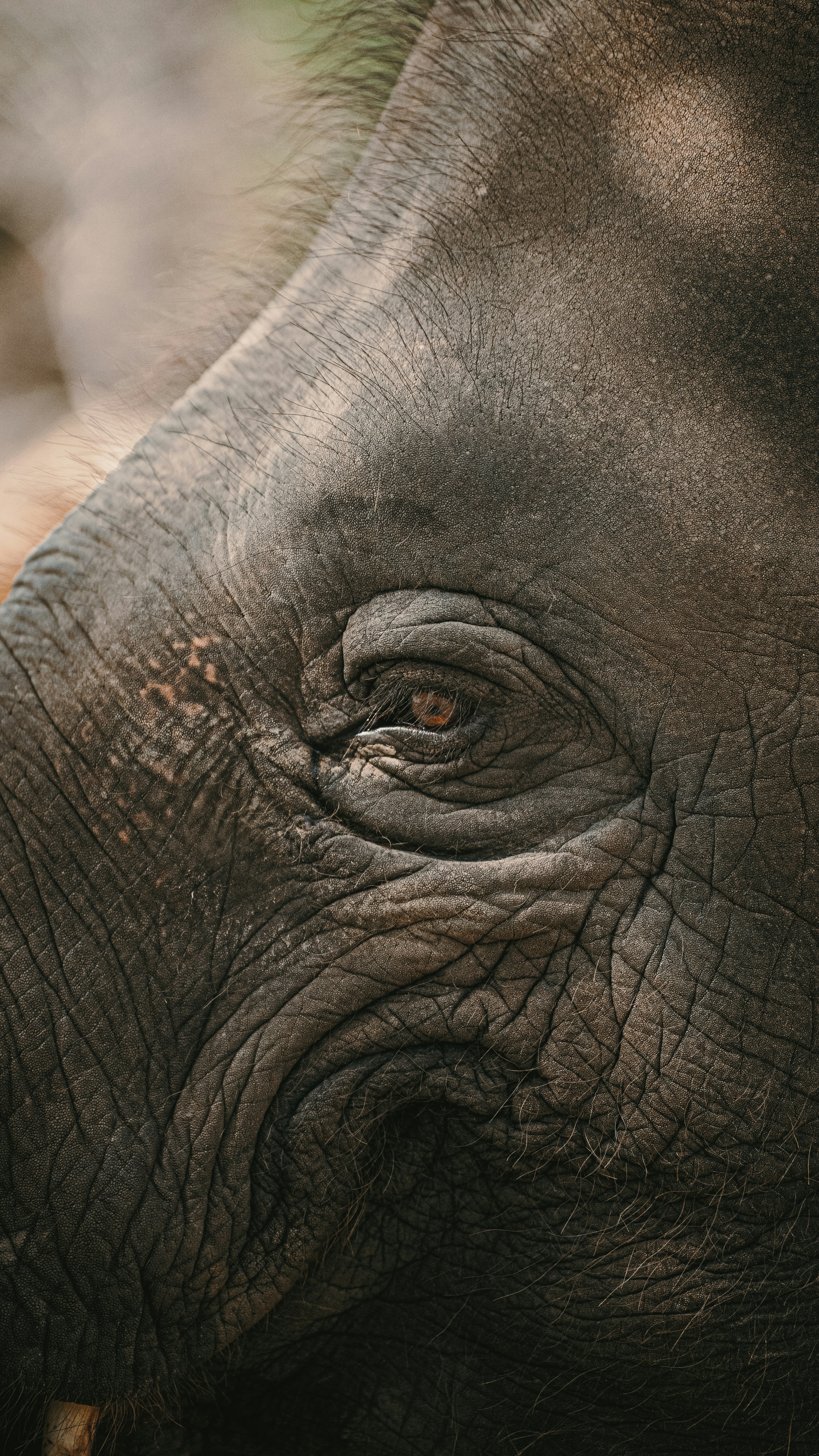 Close-up of an elephant's eye and wrinkled skin.