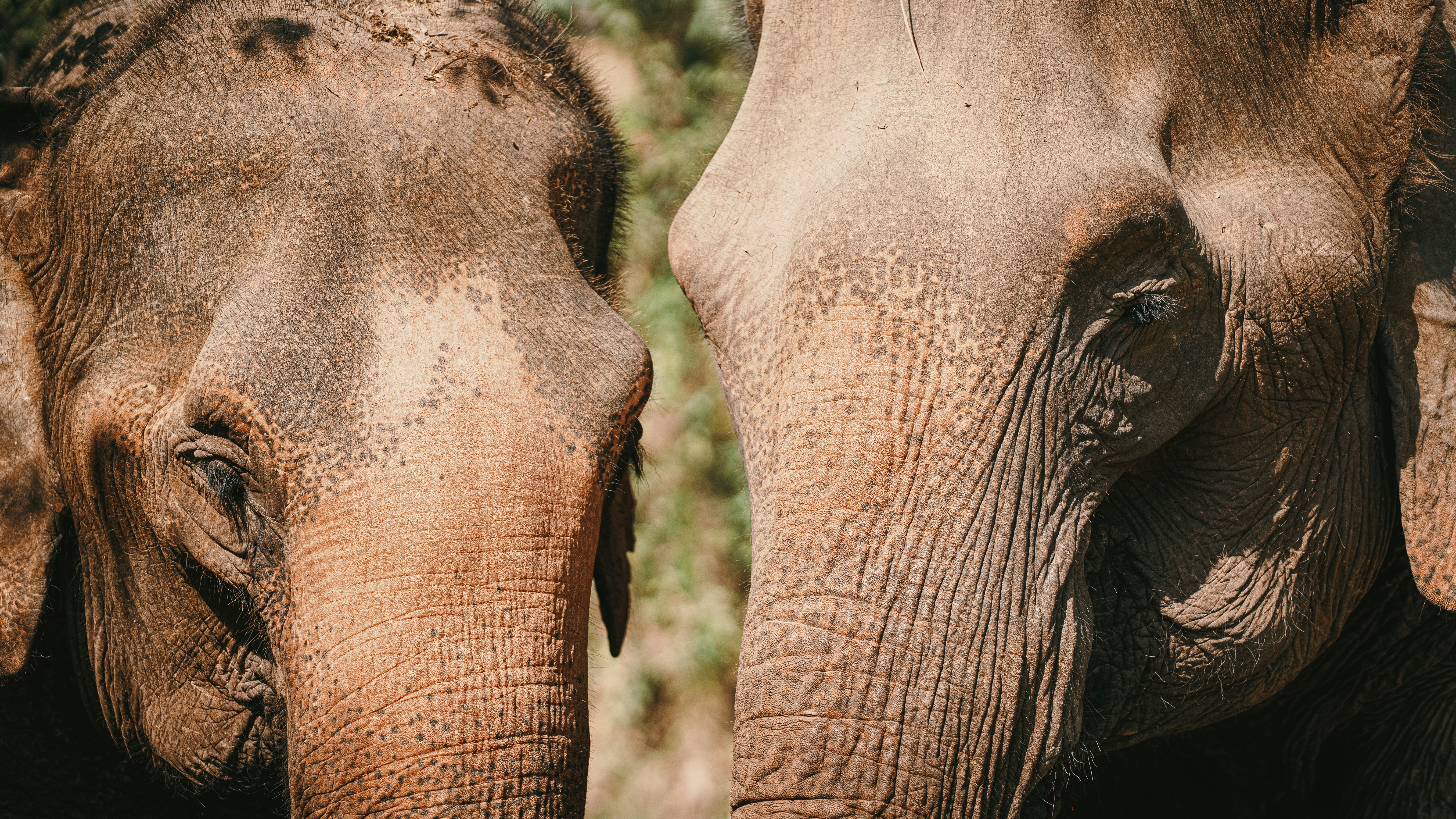 Two elephants stand close together, facing each other.