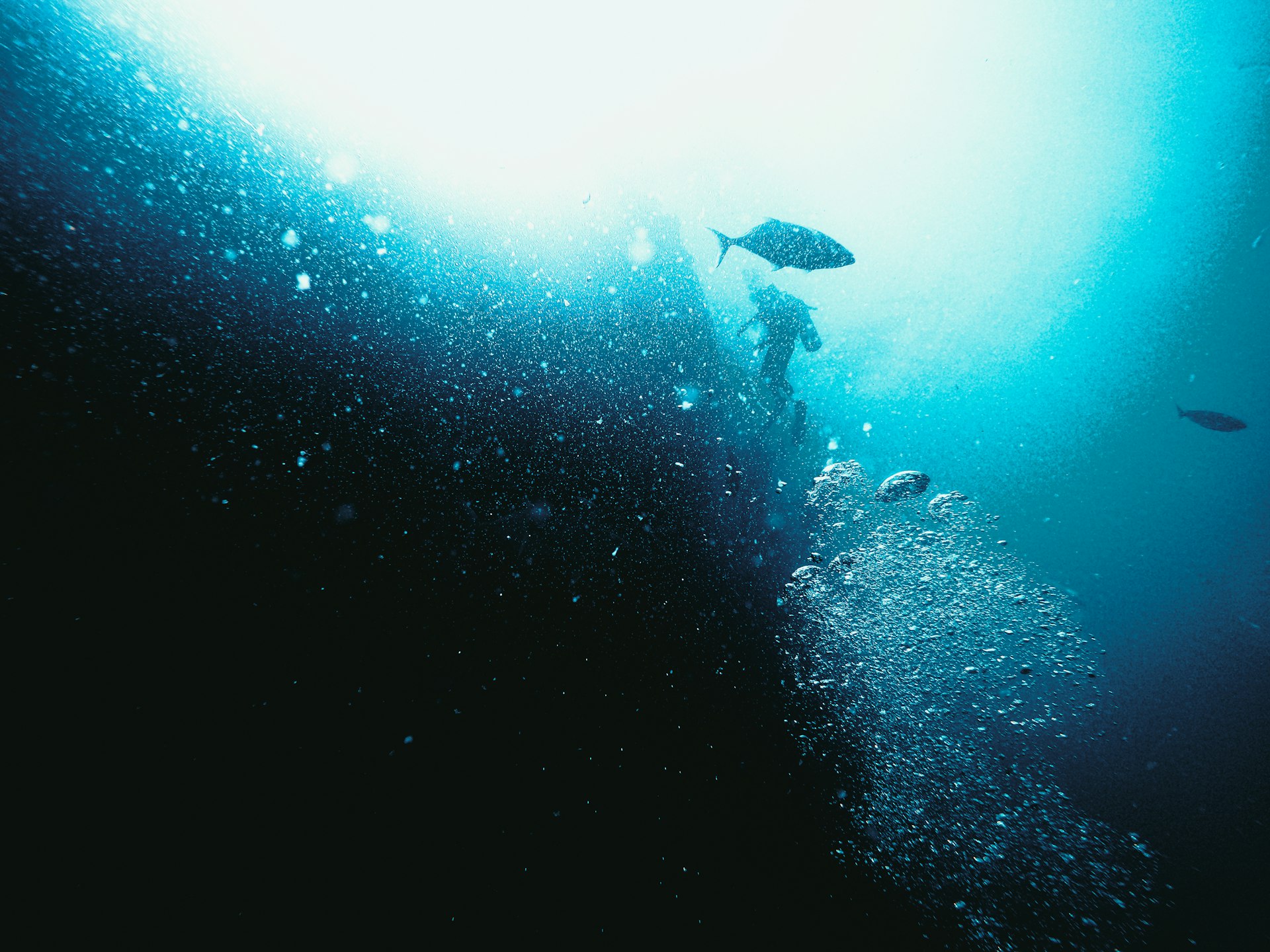 Divers ascend through sunlit ocean with fish.