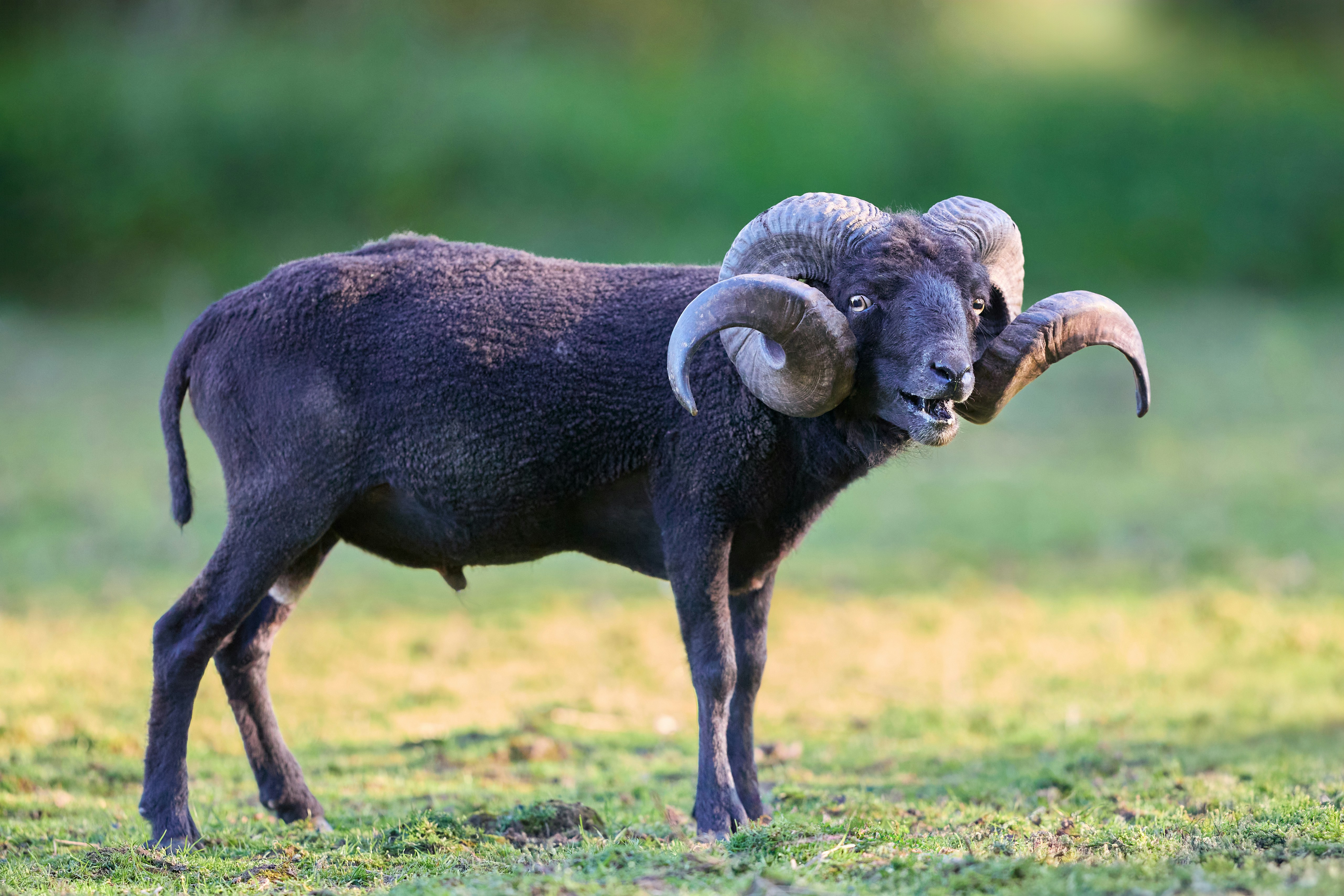 Photo by erwinbosman