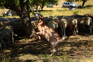 A spotted ram stands on hind legs reaching for leaves.