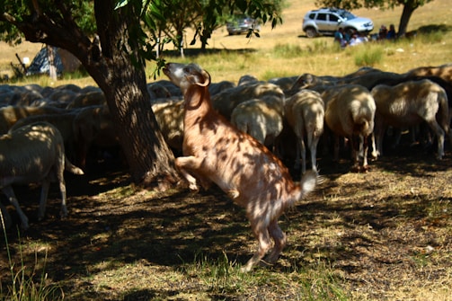 A spotted ram stands on hind legs reaching for leaves.