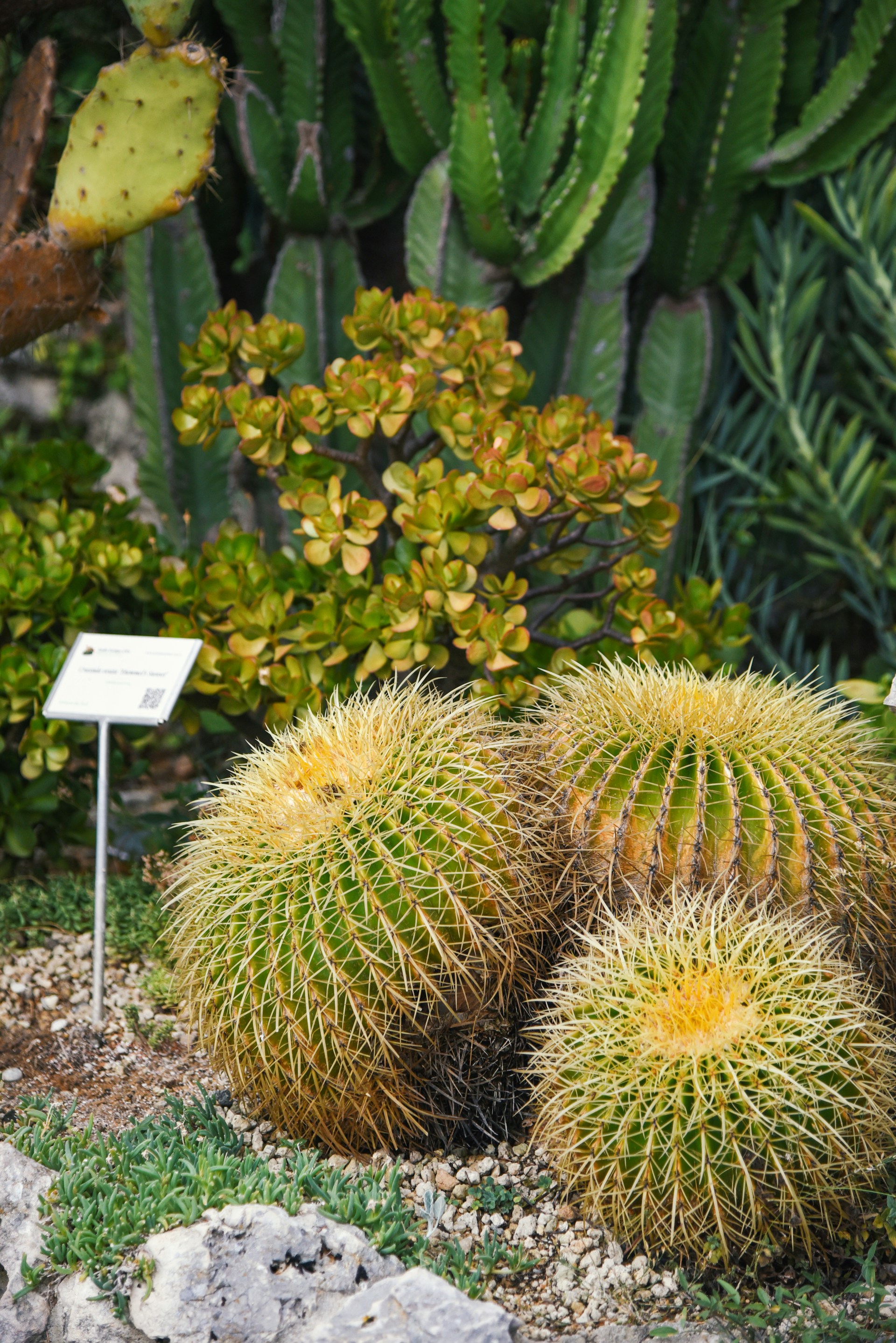 Golden barrel cacti and other succulents in a garden.
