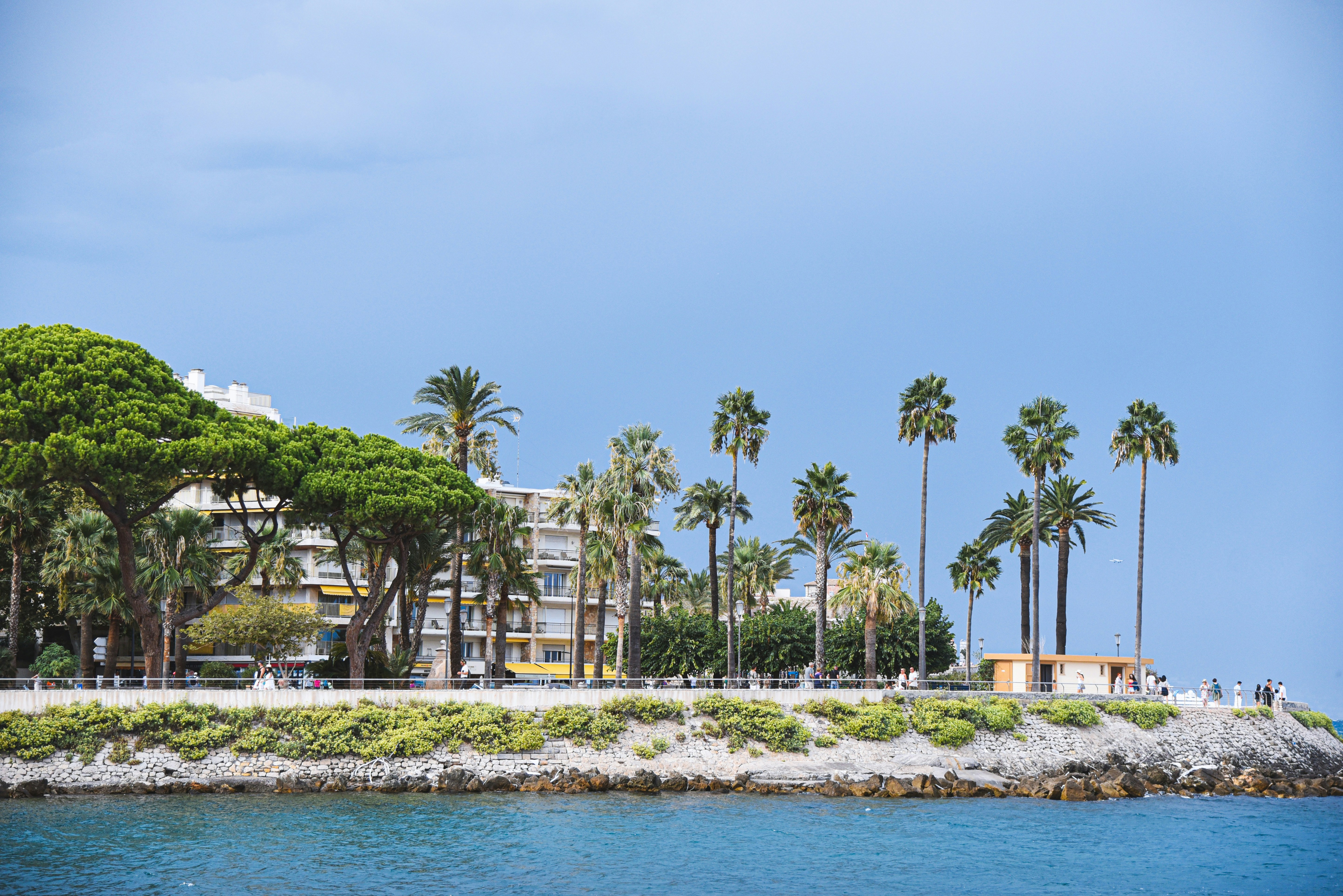 Palm trees line a coastal road with buildings.