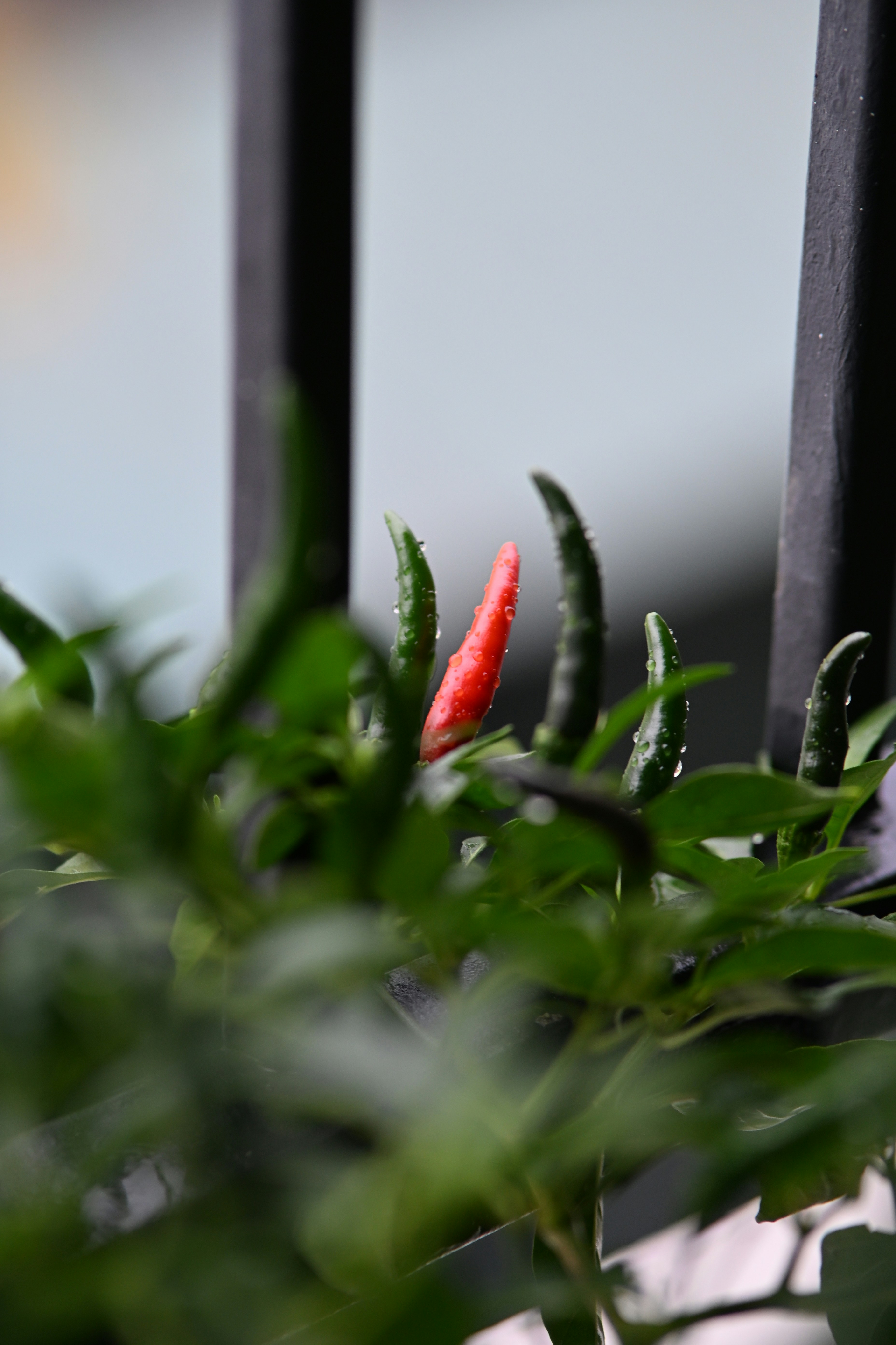 Red and green chili peppers on a plant