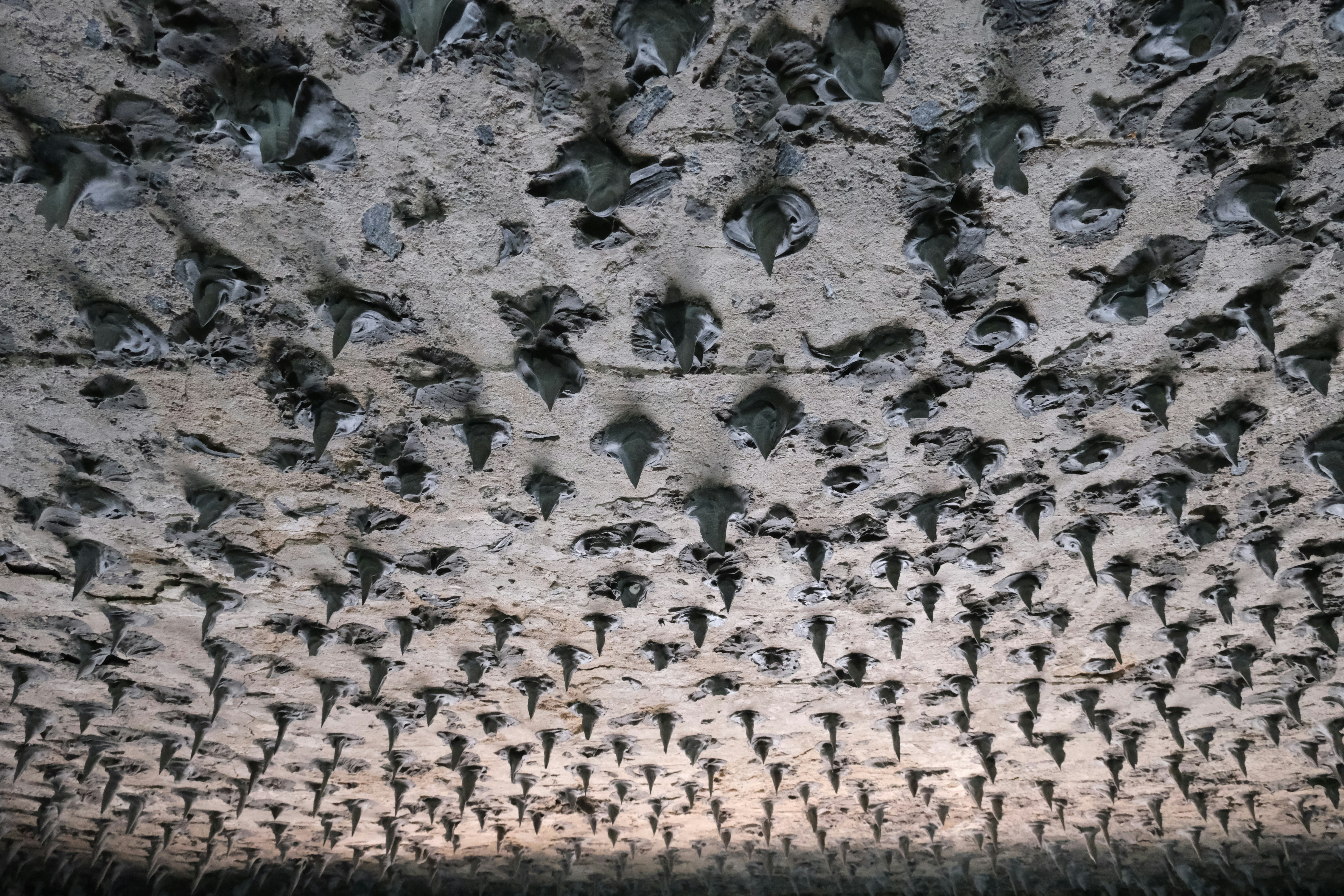Many bats hanging upside down from cave ceiling