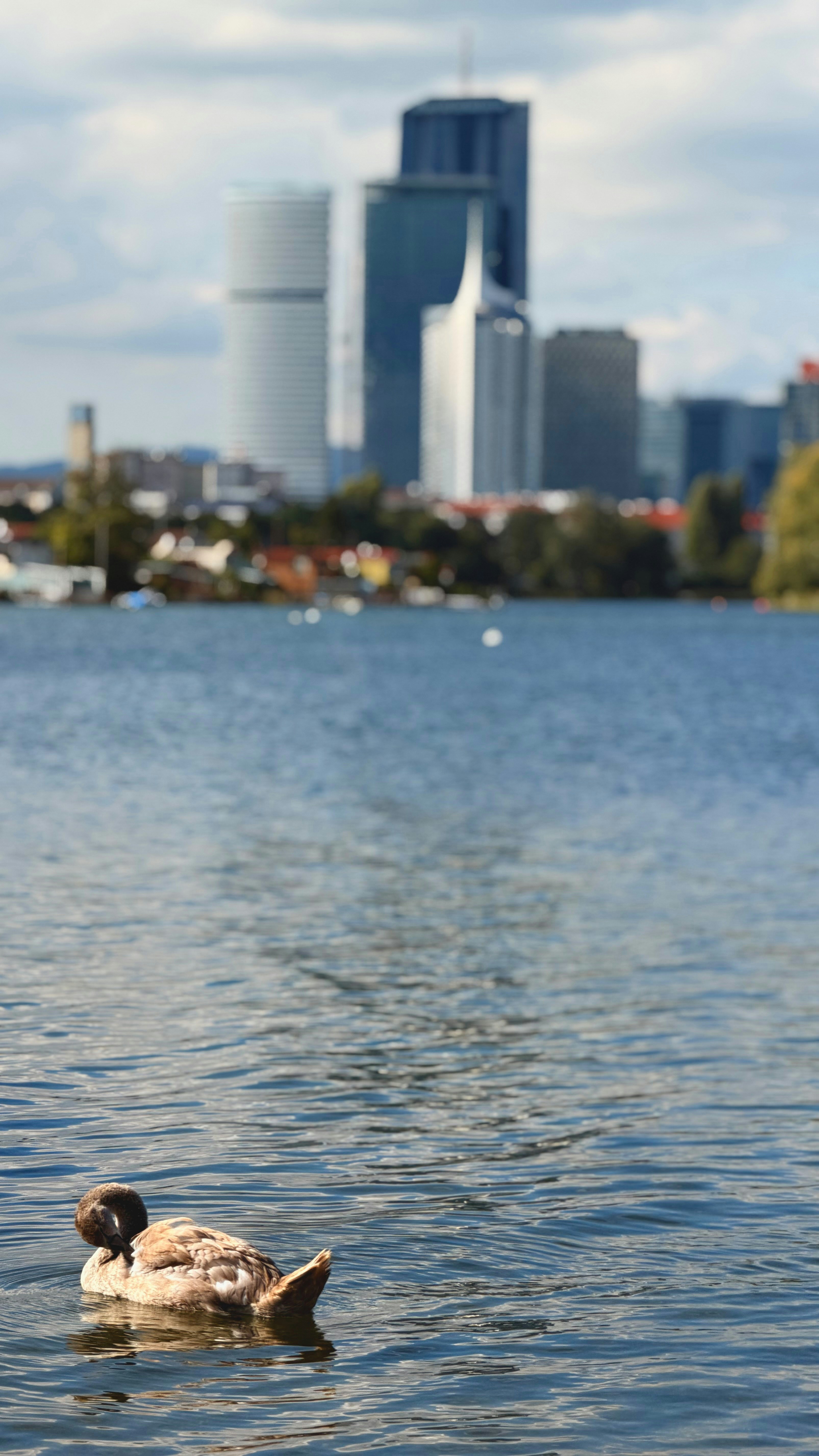 A duck swims in a lake with a cityscape background.