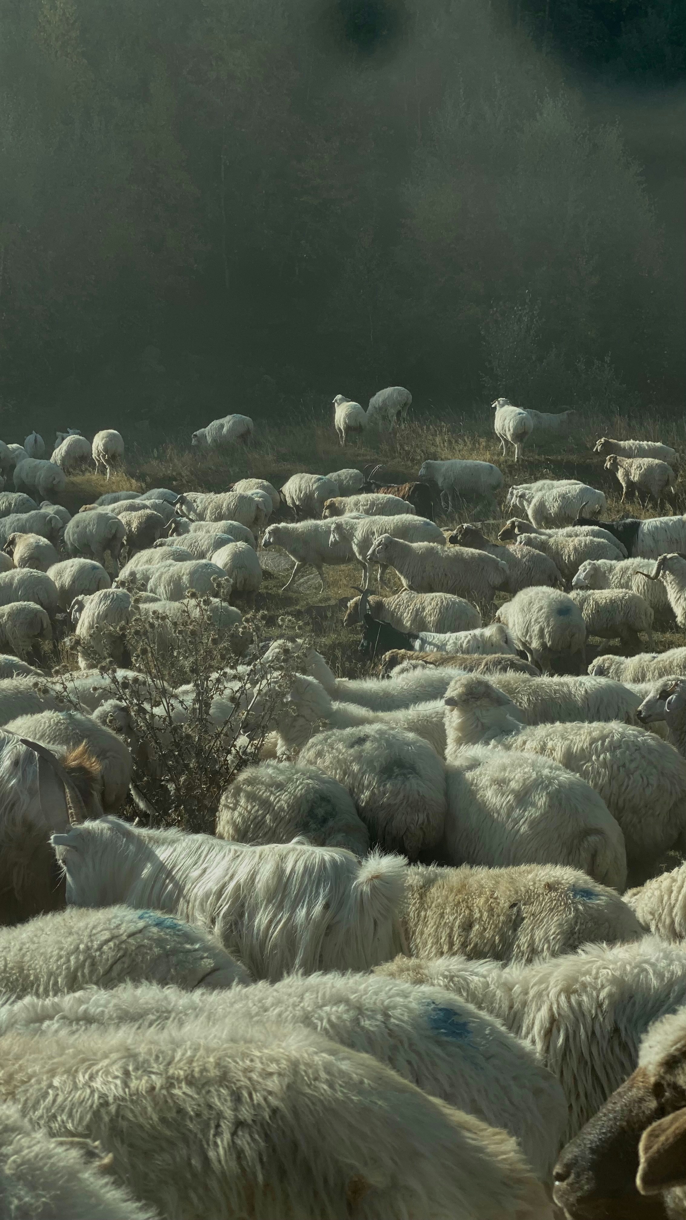 Dorper Sheep (Breeding Ram)