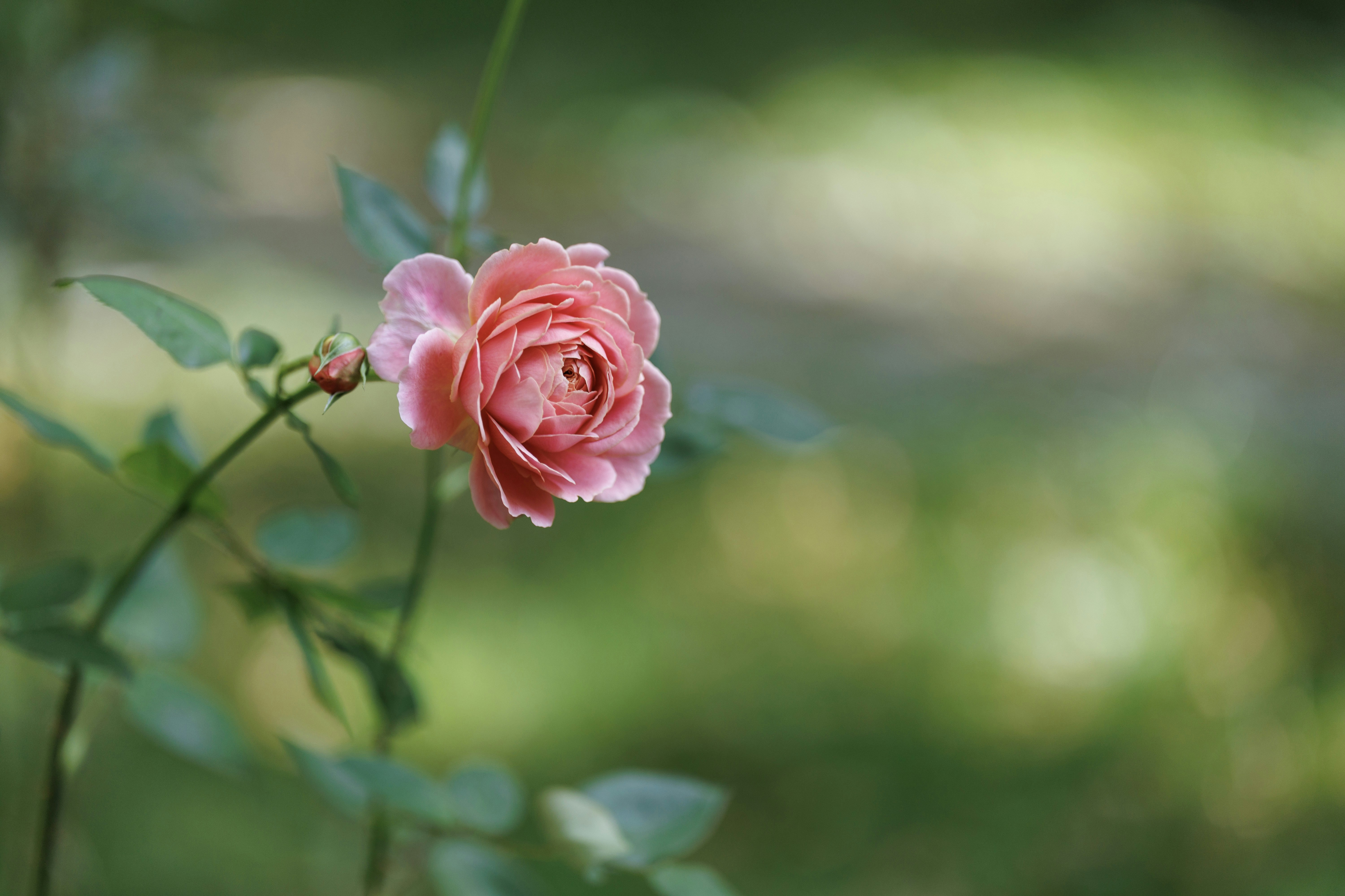 romantic garden wallpaper, wallpaper, Romantic Garden Wedding: Ideas & Inspiration 6