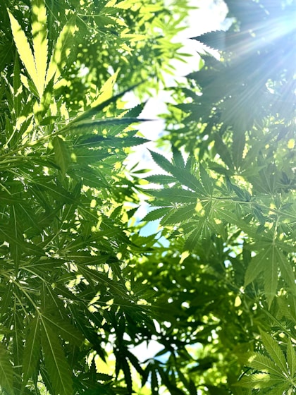Sunlight filters through lush green cannabis leaves.