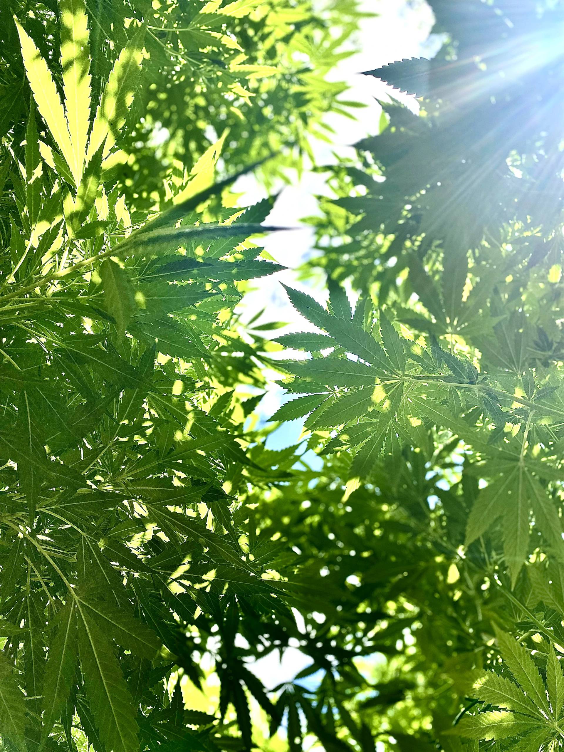 Sunlight filters through lush green cannabis leaves.