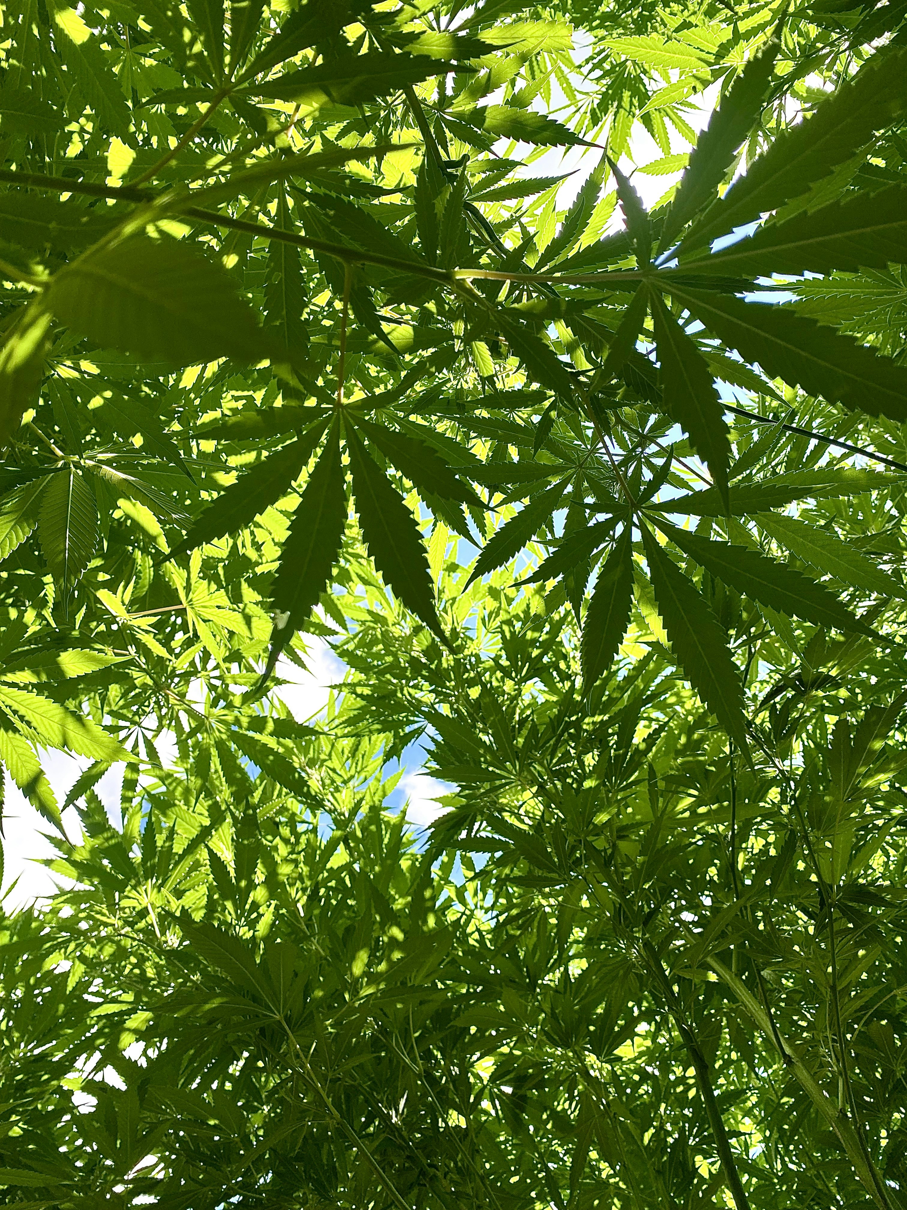 sustainable cannabis