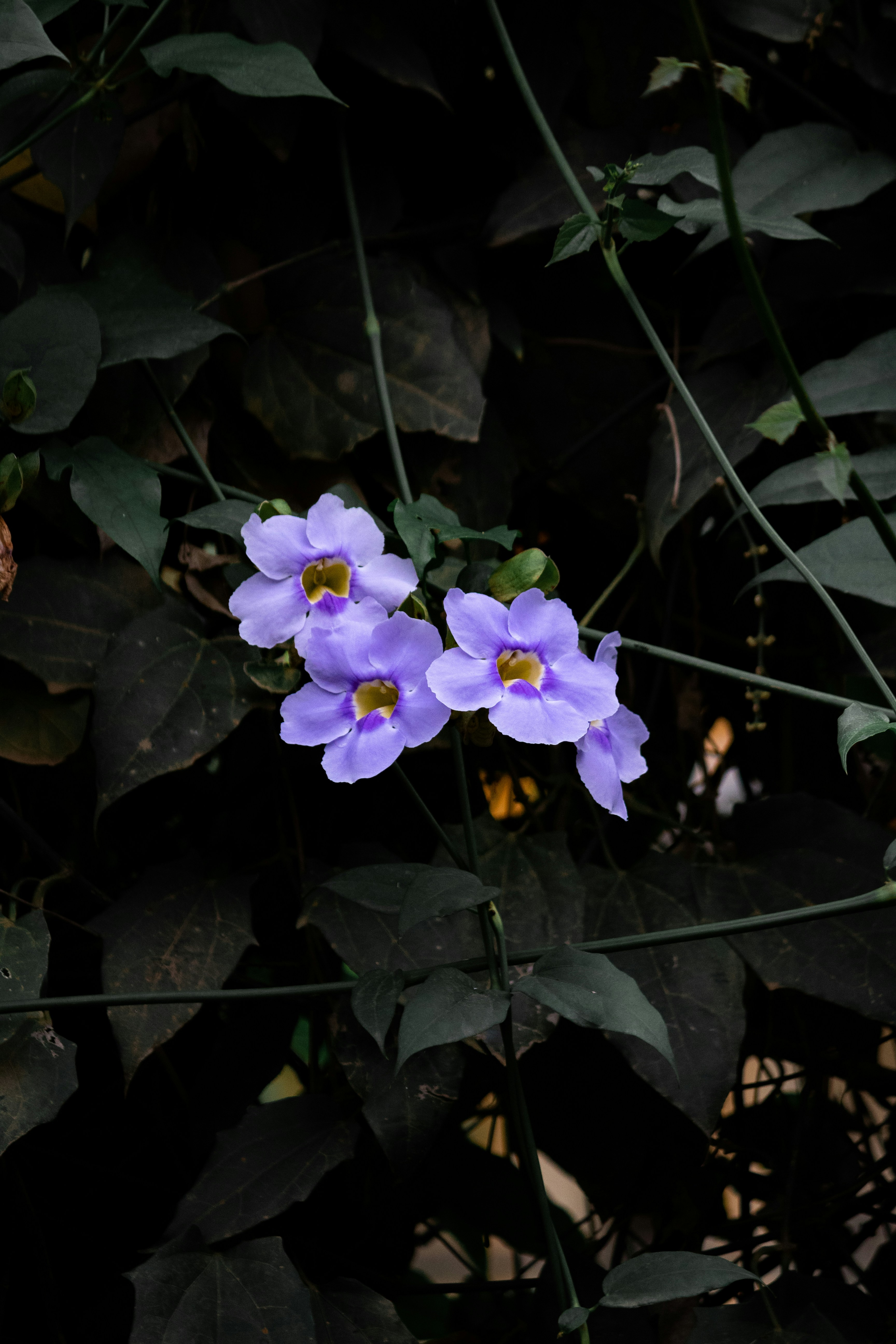 Photo by pedrohenrique_r