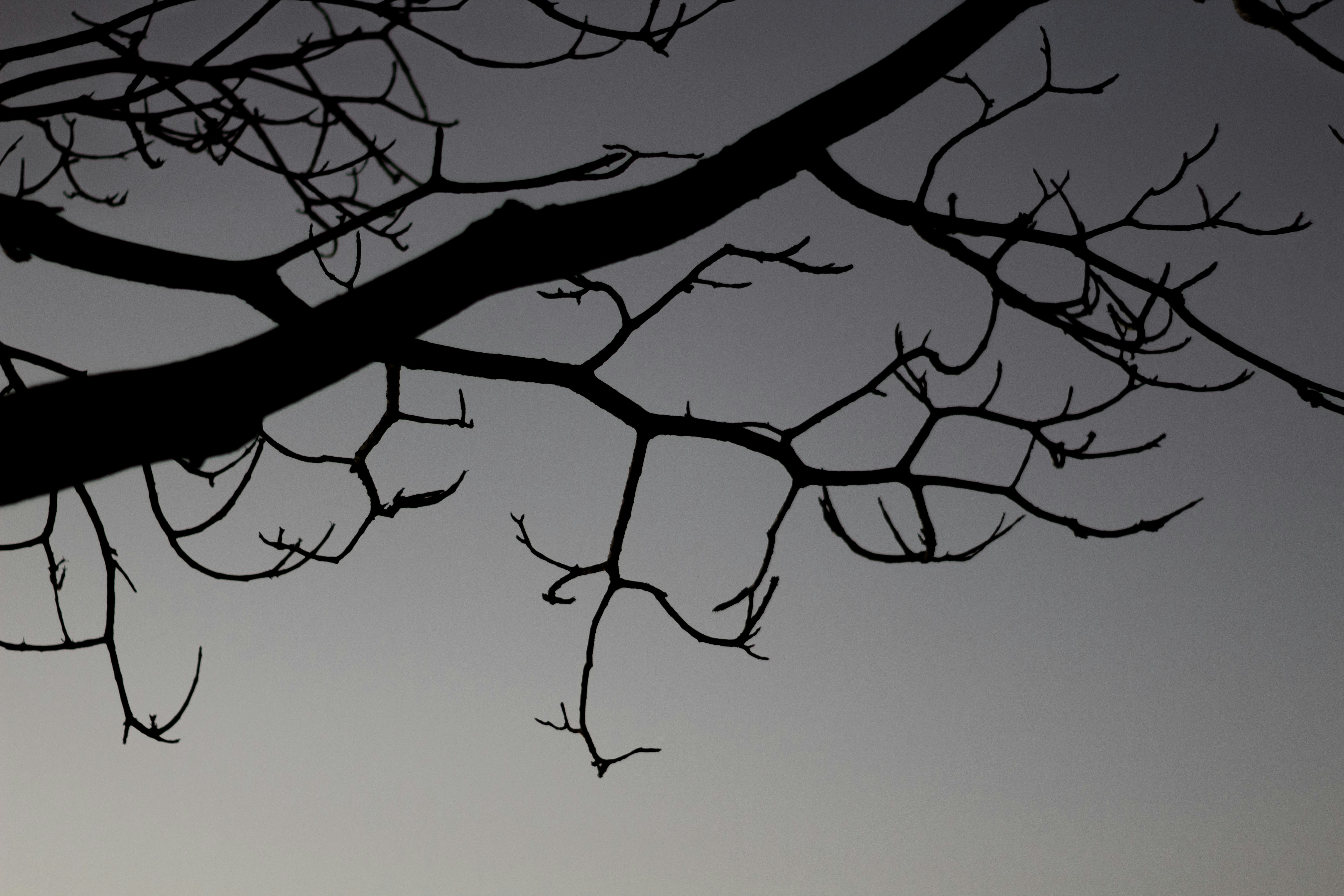 Photo by pedrohenrique_r