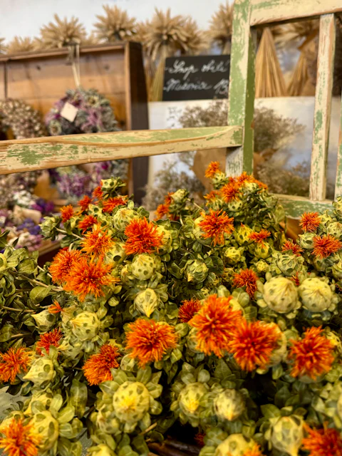 Orange safflower blooms