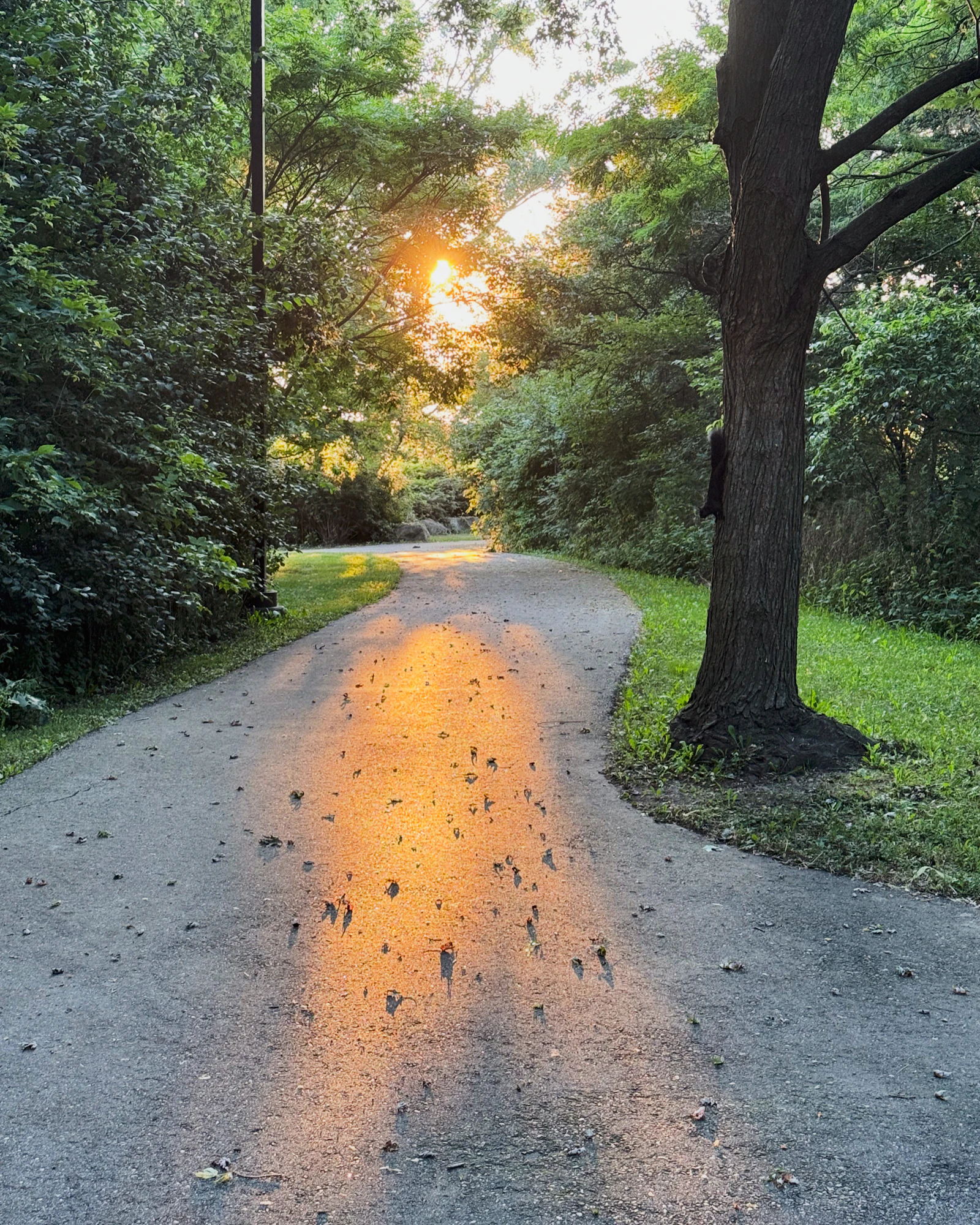 Low sun breaking through trees at the end of a paved path, light spilling across the tarmac